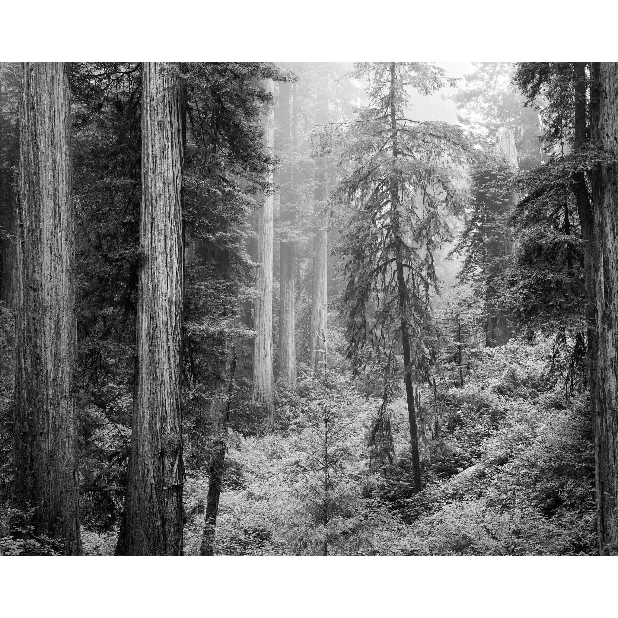 Coastal Forests (in progress)