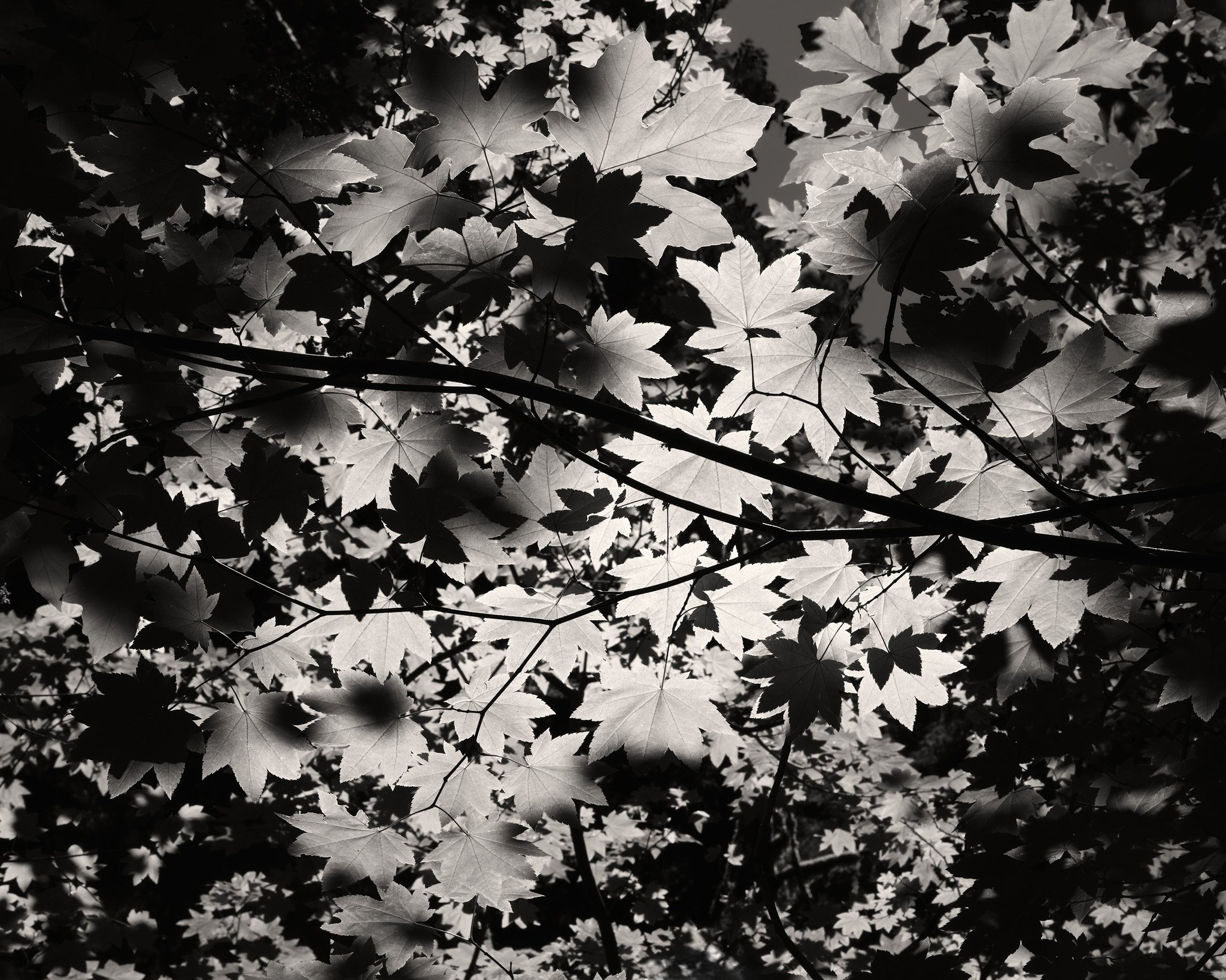 Sea of Leaves web.jpg