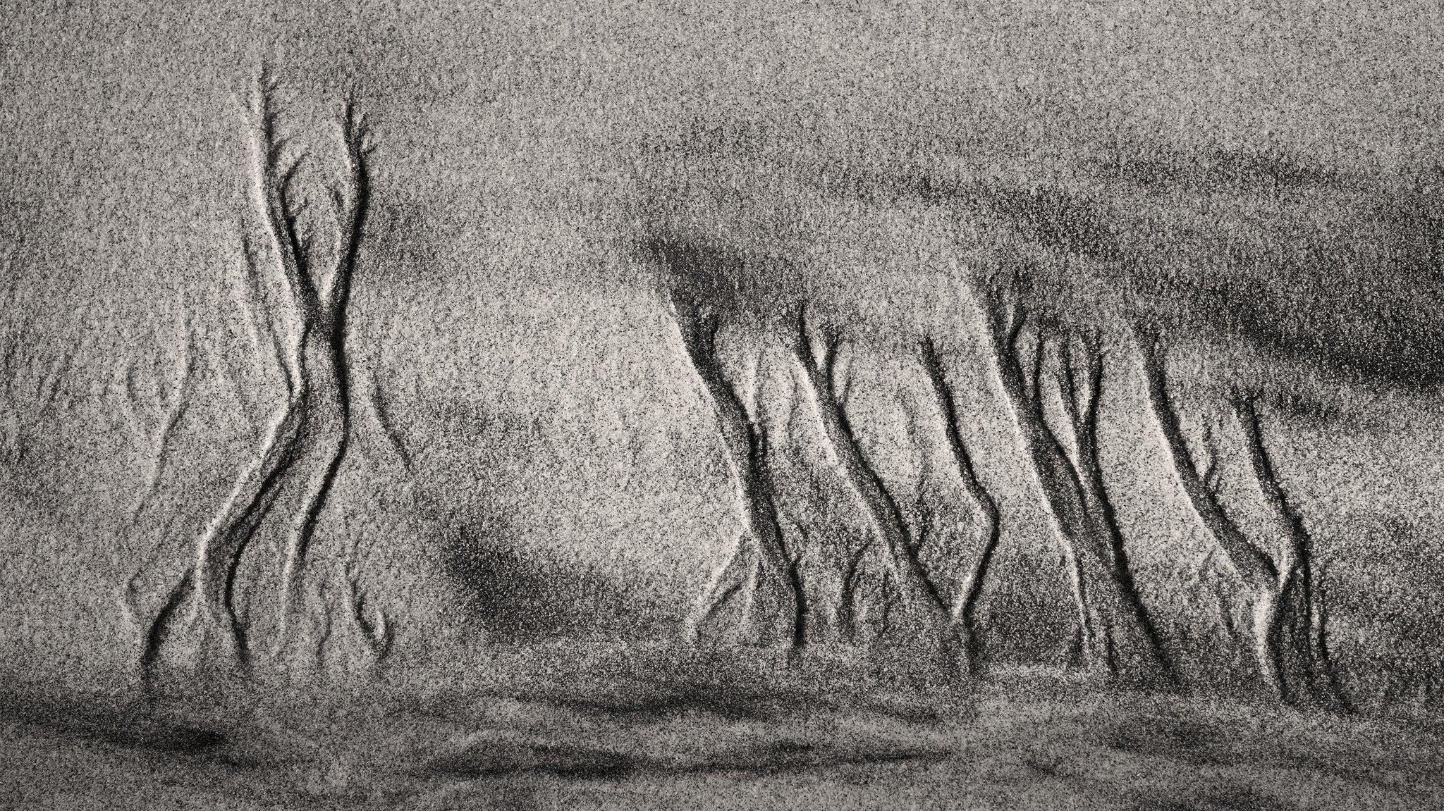 Sand Trees.jpg