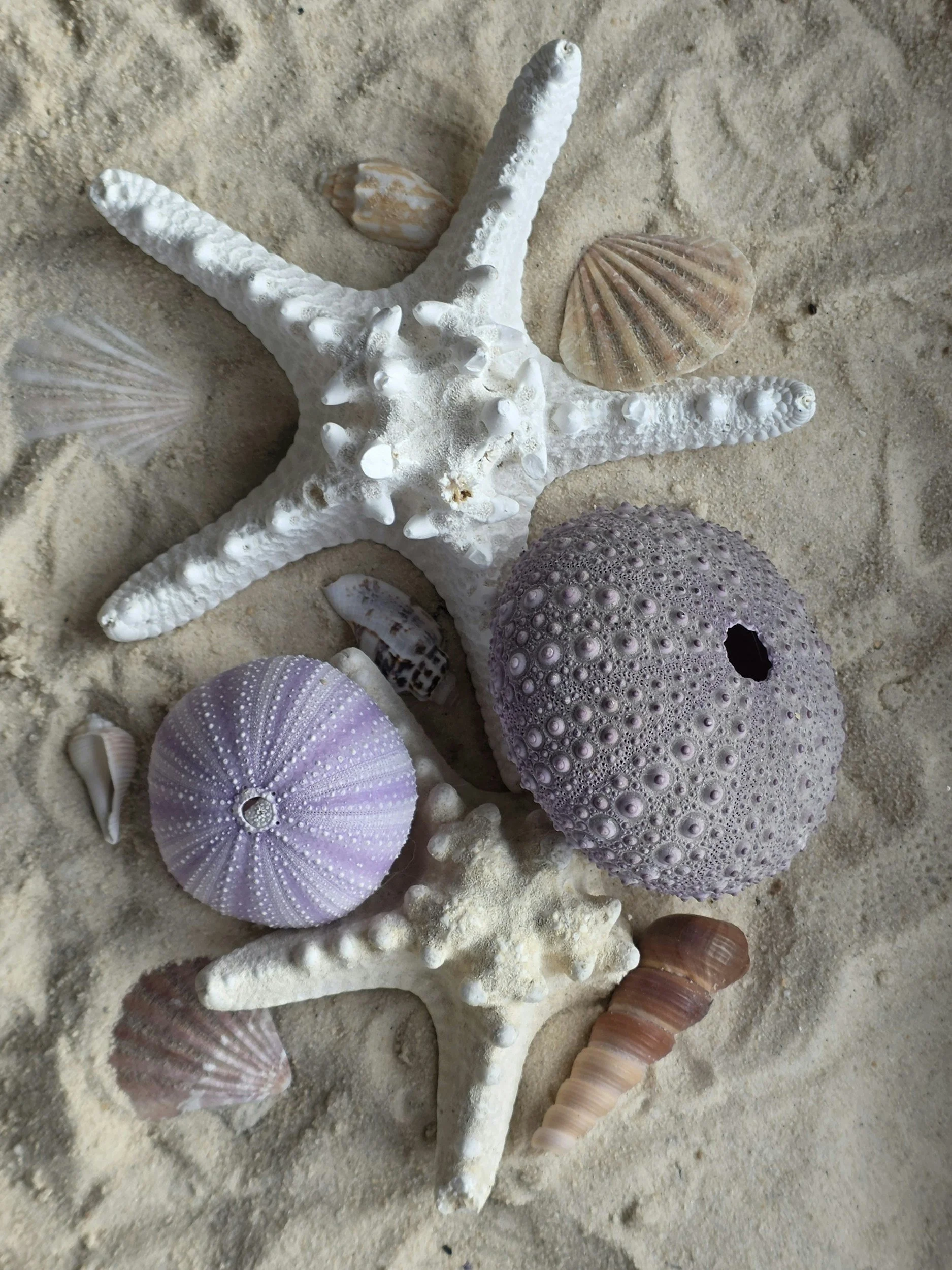 A starfish surrounded by various seashells and coral on sandy beach.