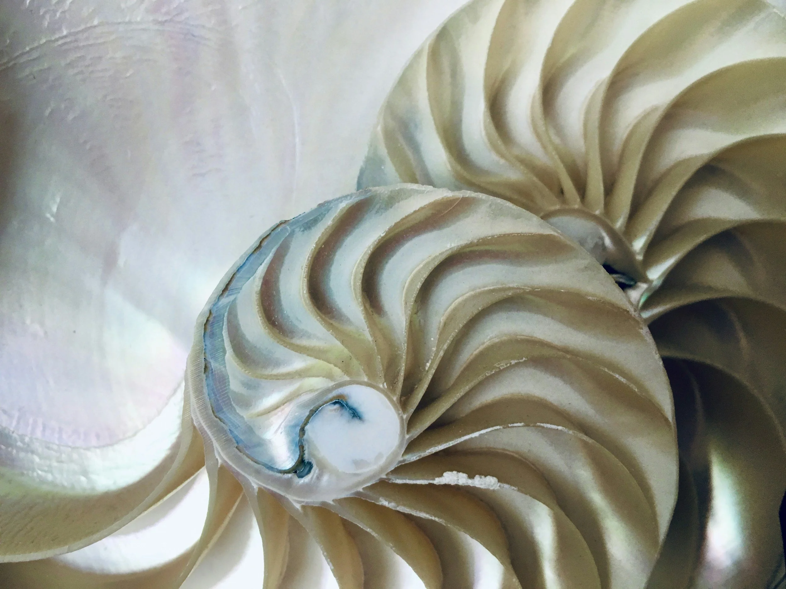 Close-up of a drilled nautilus shell with a pearlescent interior, showing spiral chambers.