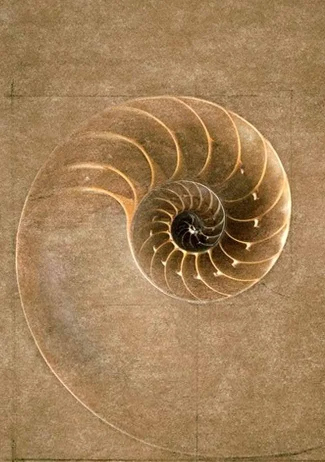 Close-up of a spiral seashell showing its intricate pattern and natural coloration.