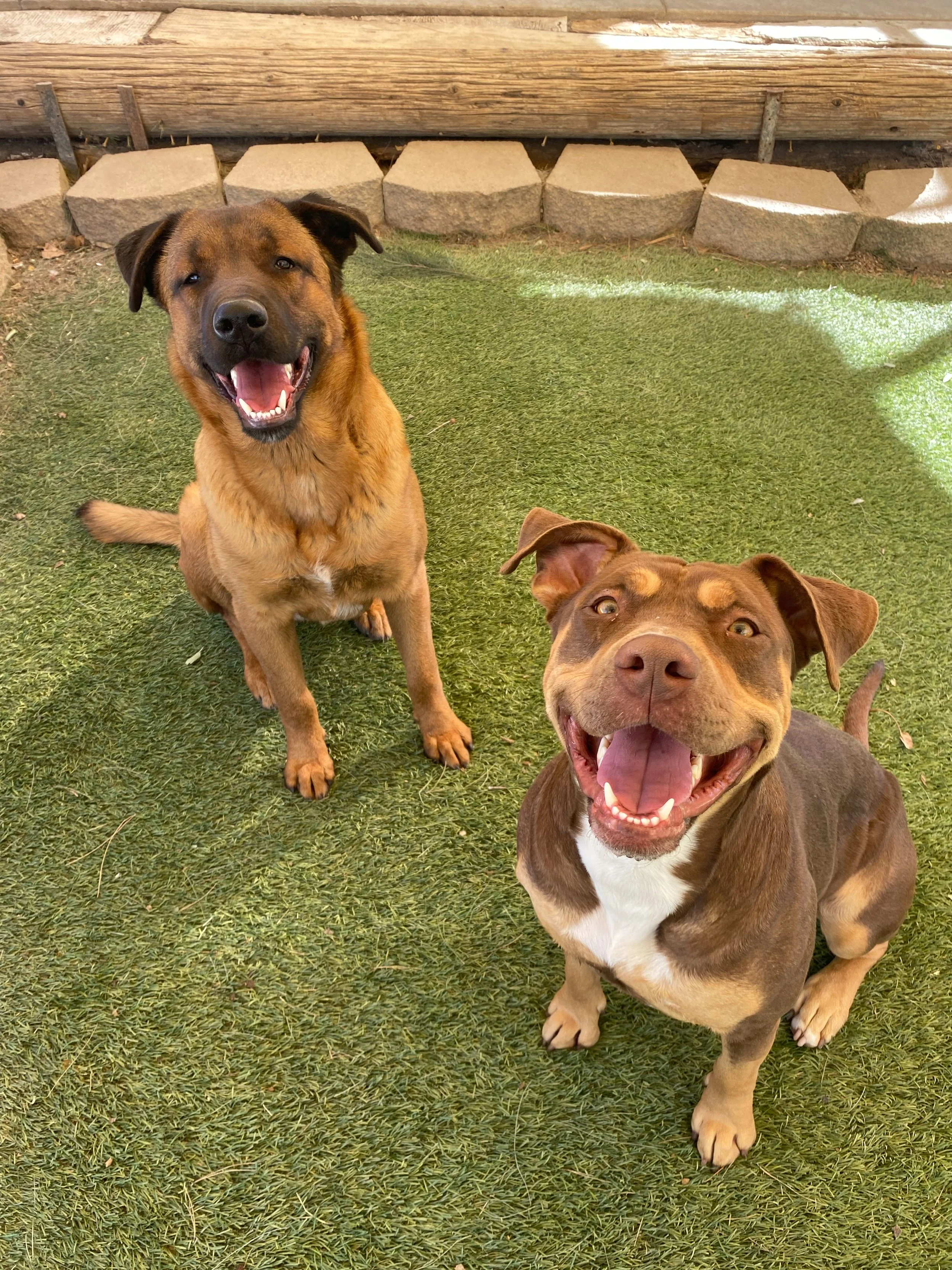 Boone and friends 1.jpg