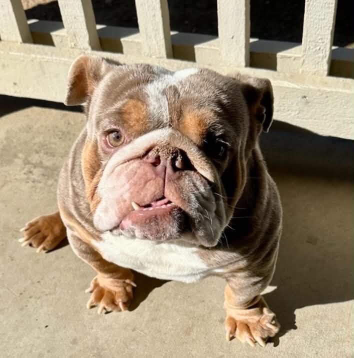 Bowser profile.jpg
