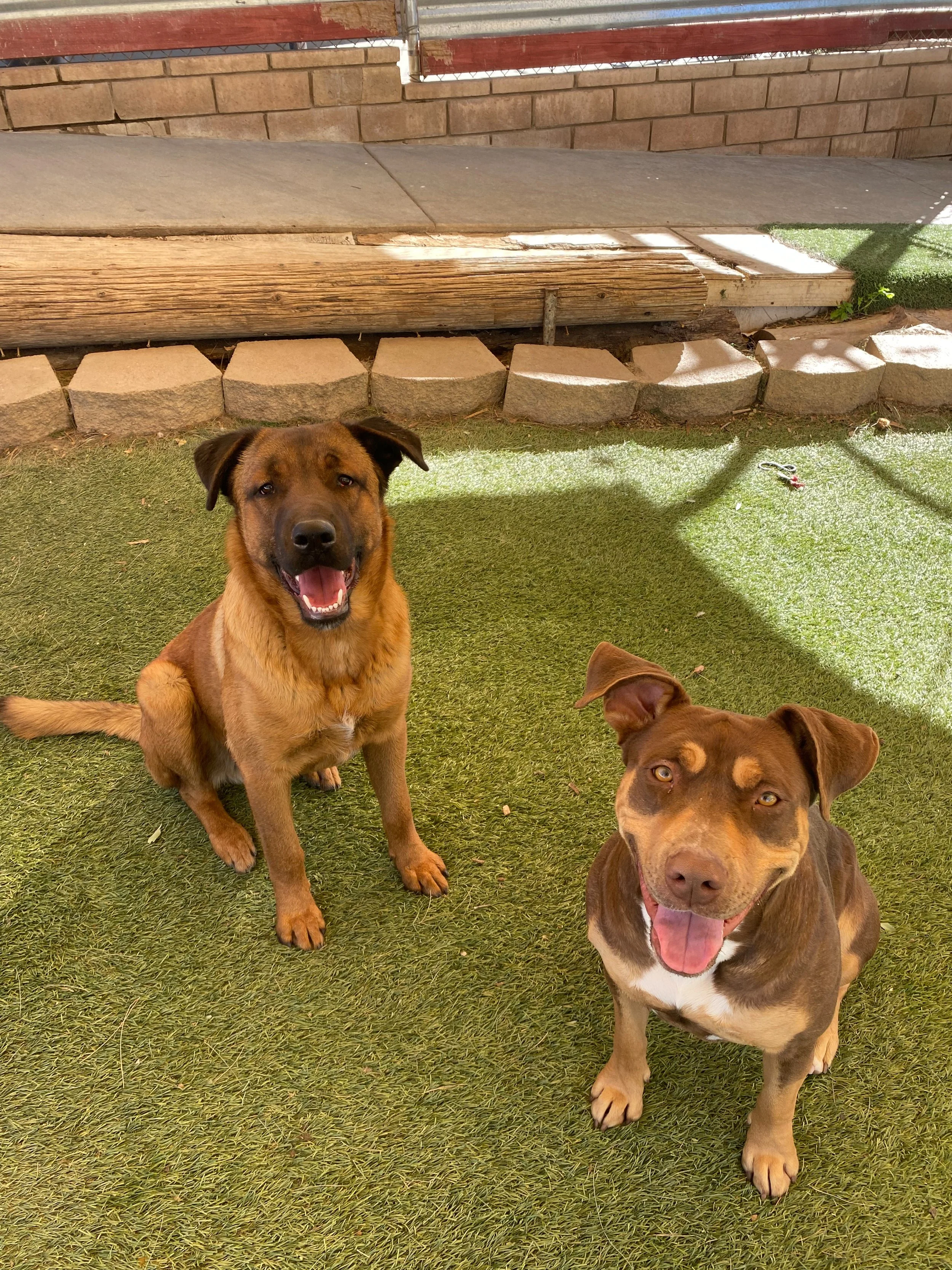 Boone and friends 3.jpg