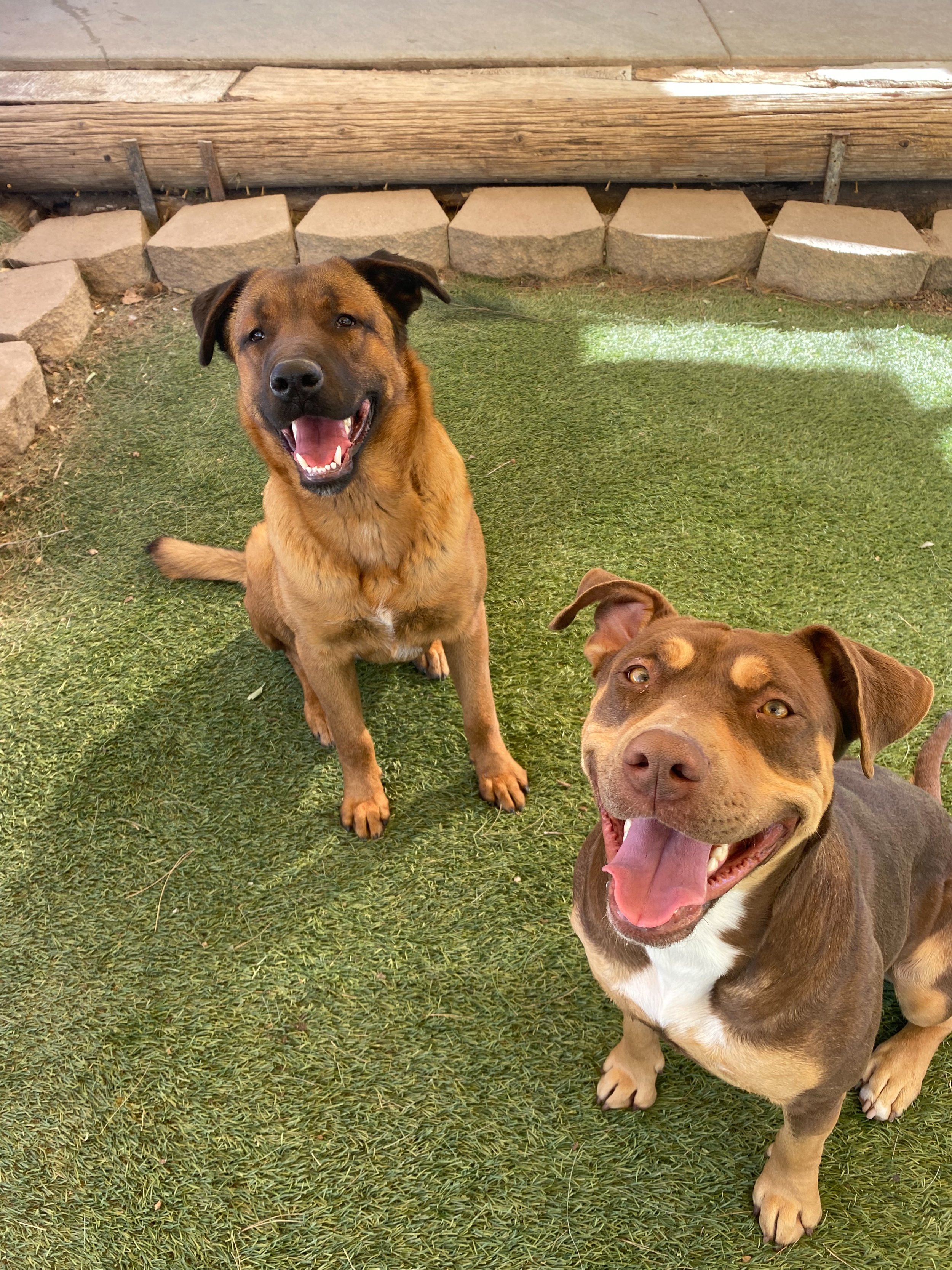 Boone and friends 2.jpg