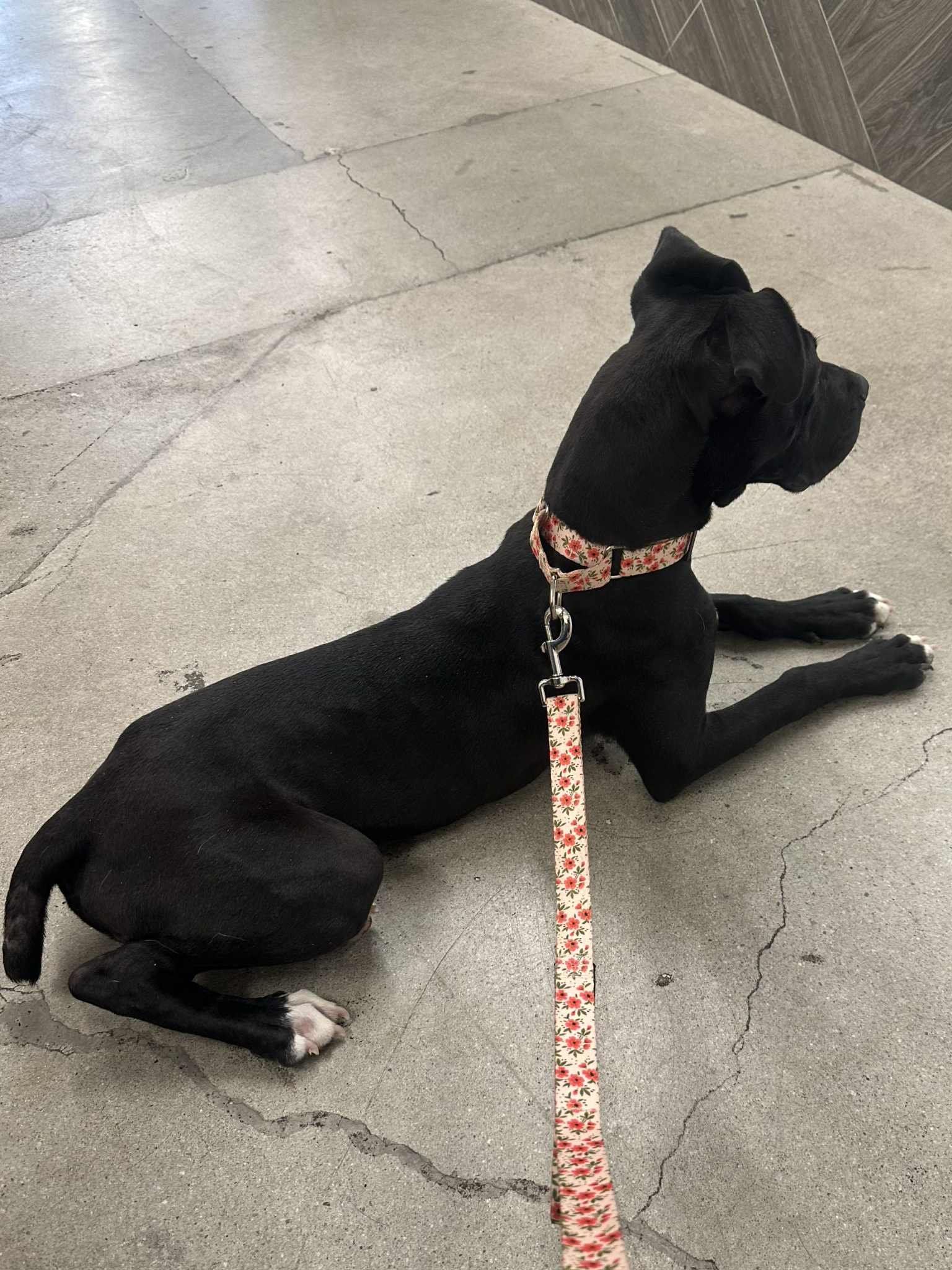 Lucy big side shot.jpg