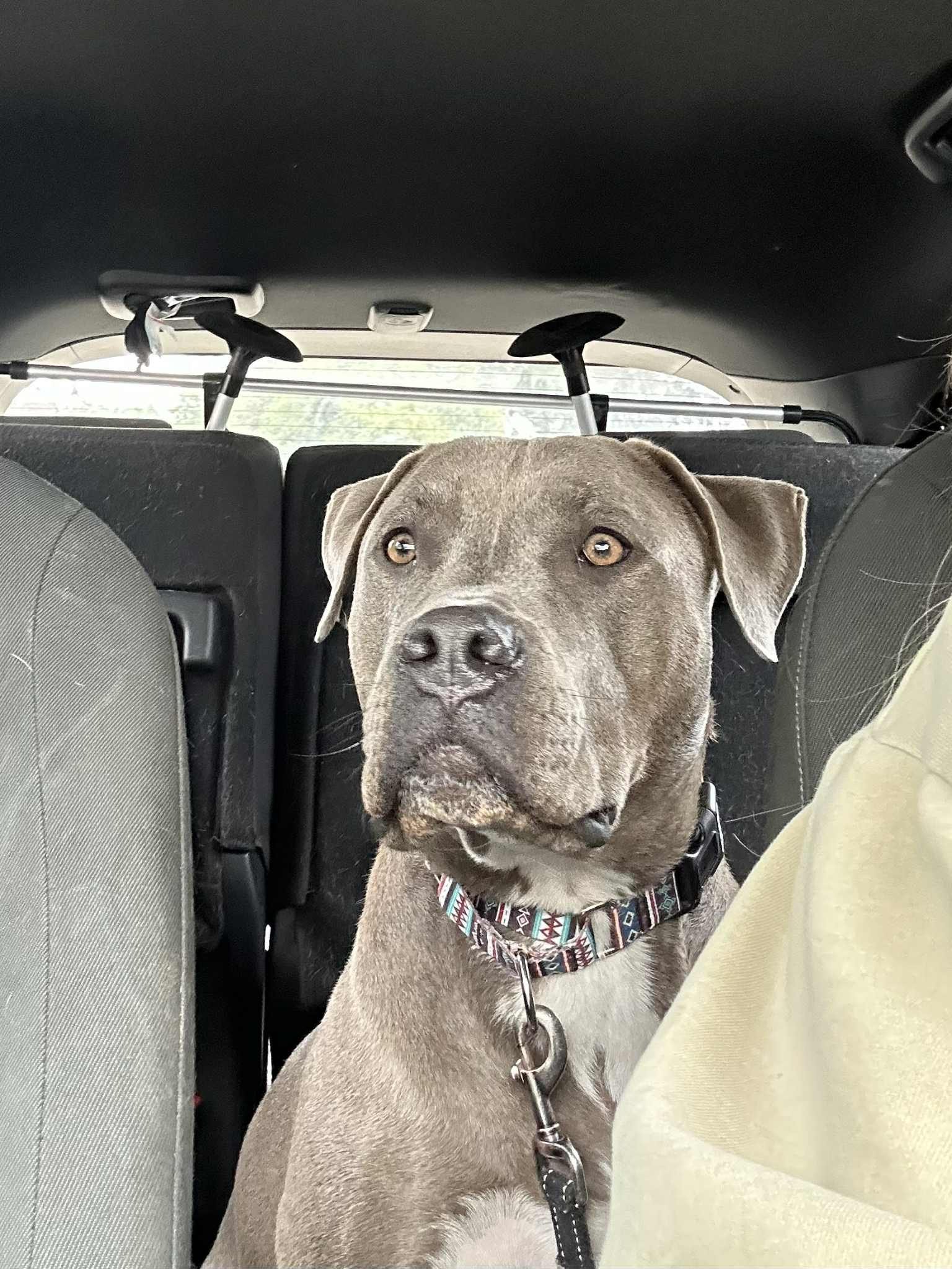 rocco2.jpg