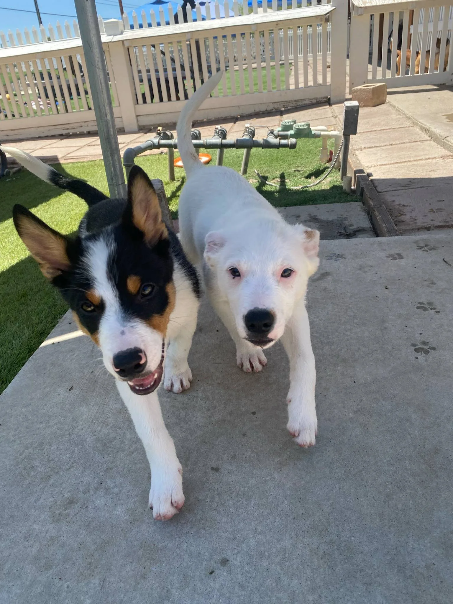 Apache and Casper.jpg