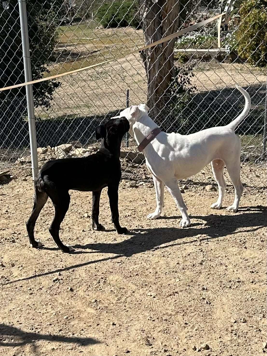 Lucy big with Opal.jpg