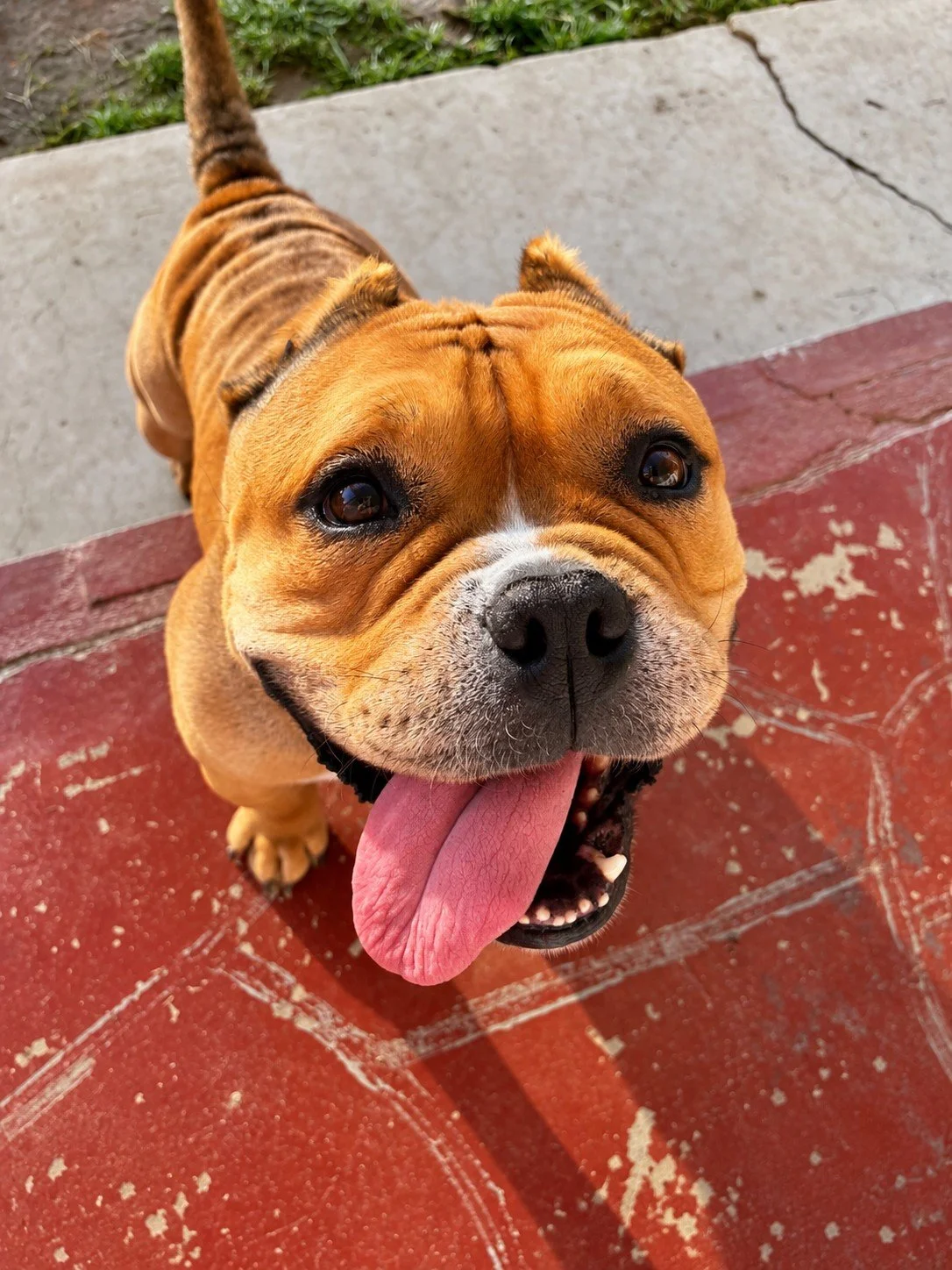 Harley