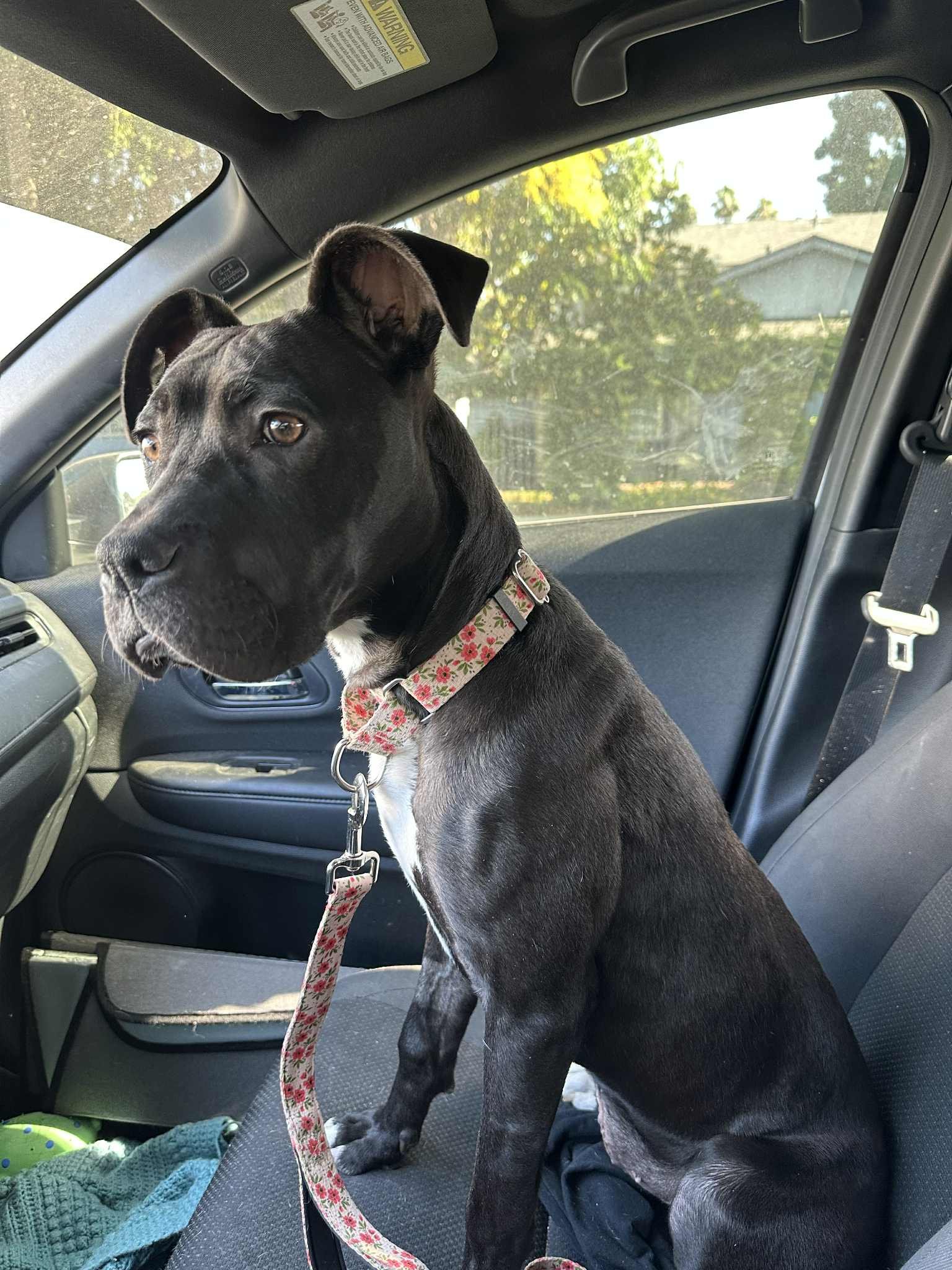 Lucy big side shot in the car.jpg