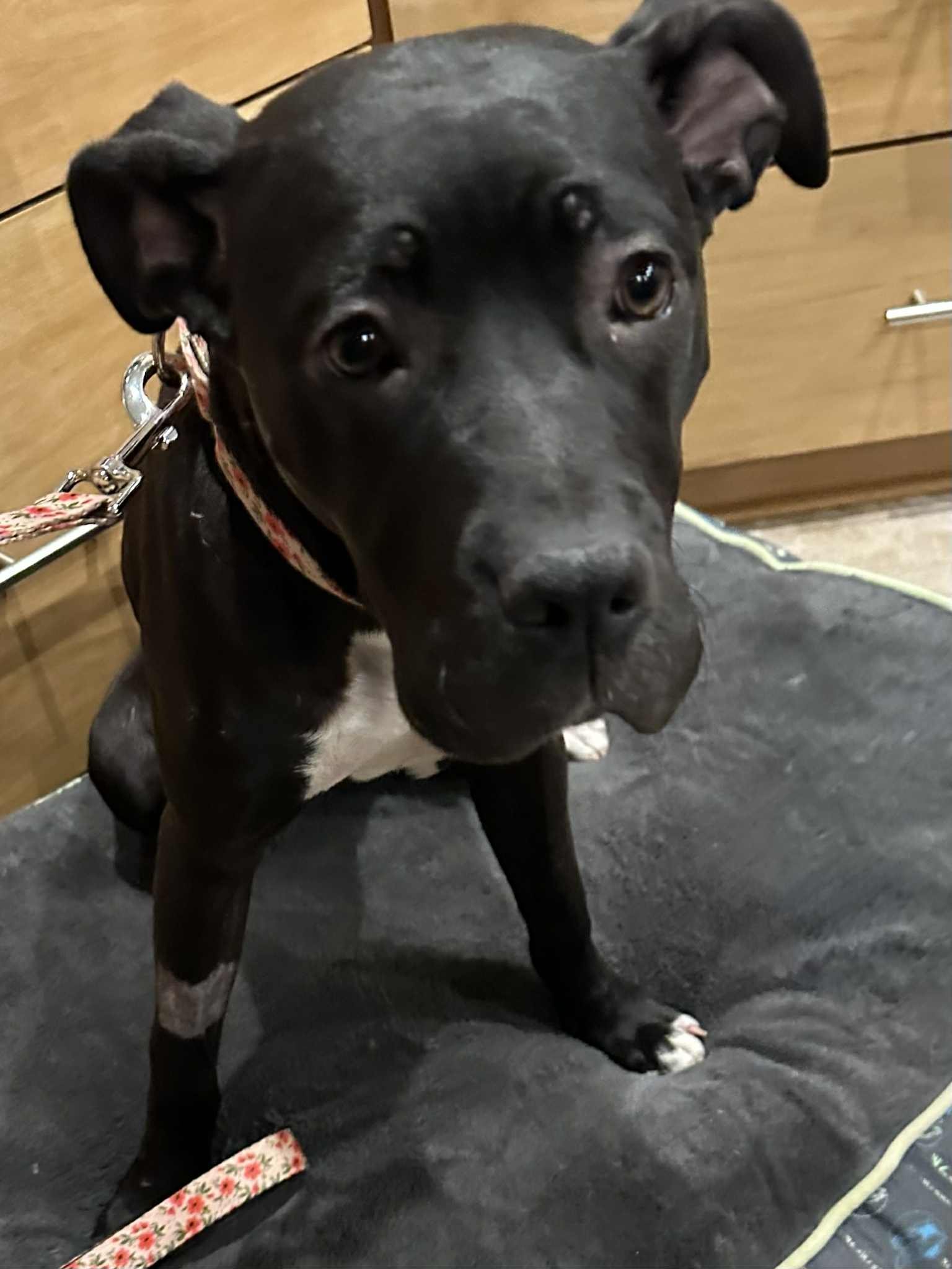 Lucy big adorable.jpg