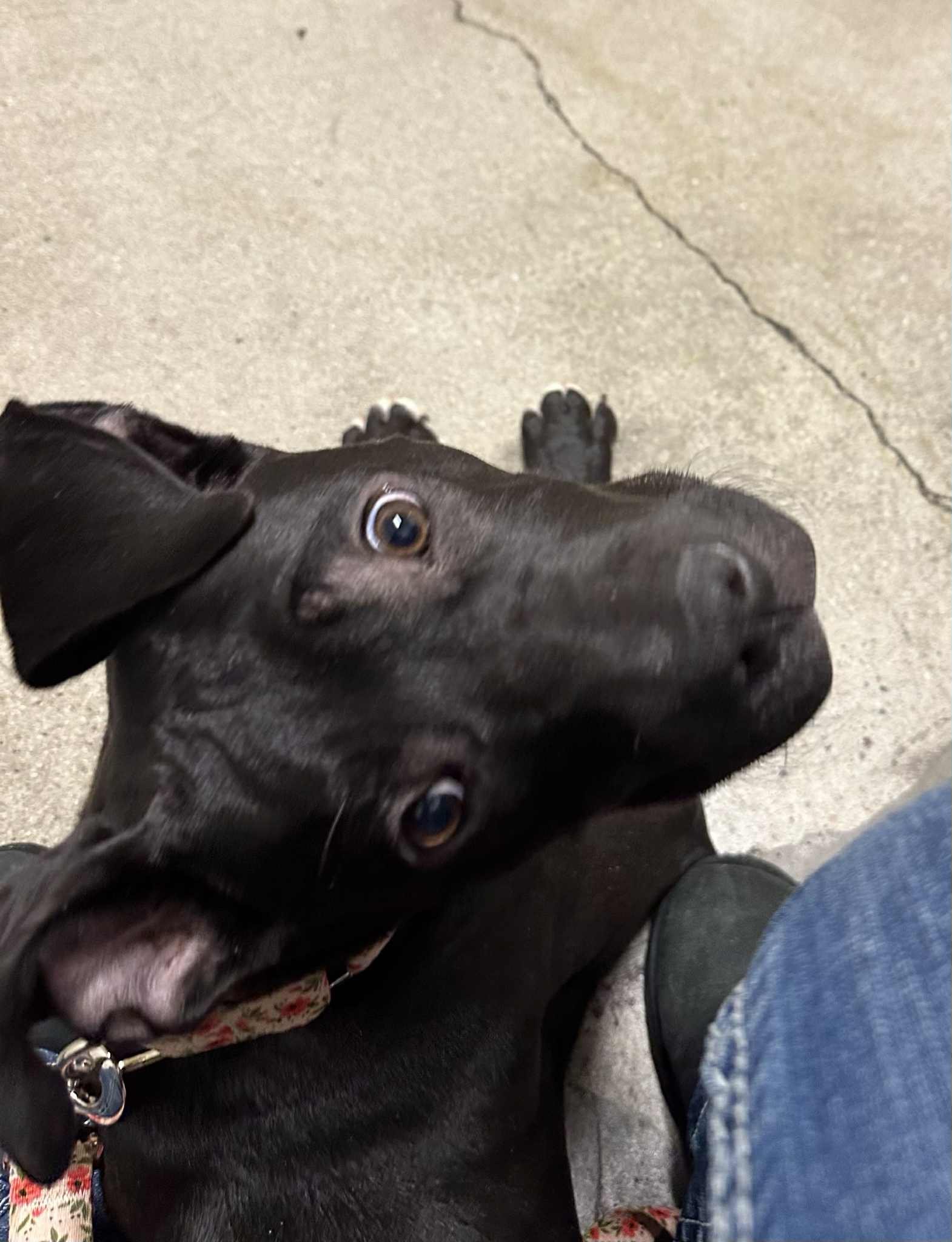 Lucy big gremlin.jpg