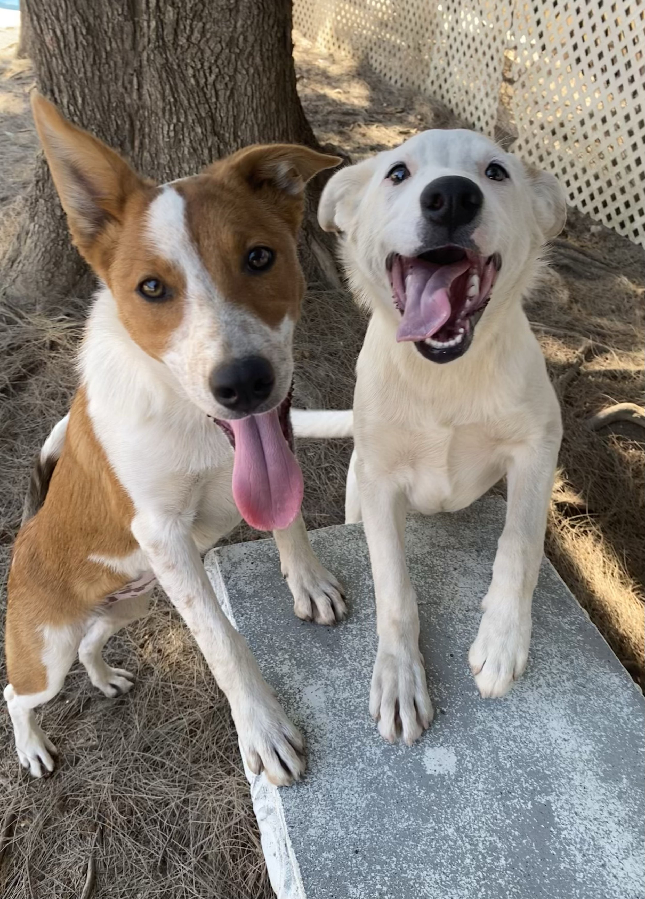 Cheyanne & Casper .jpg