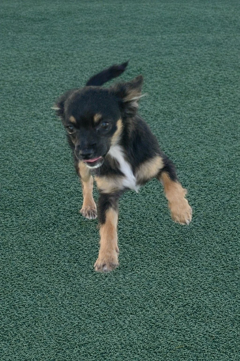 Willow in motion.jpg