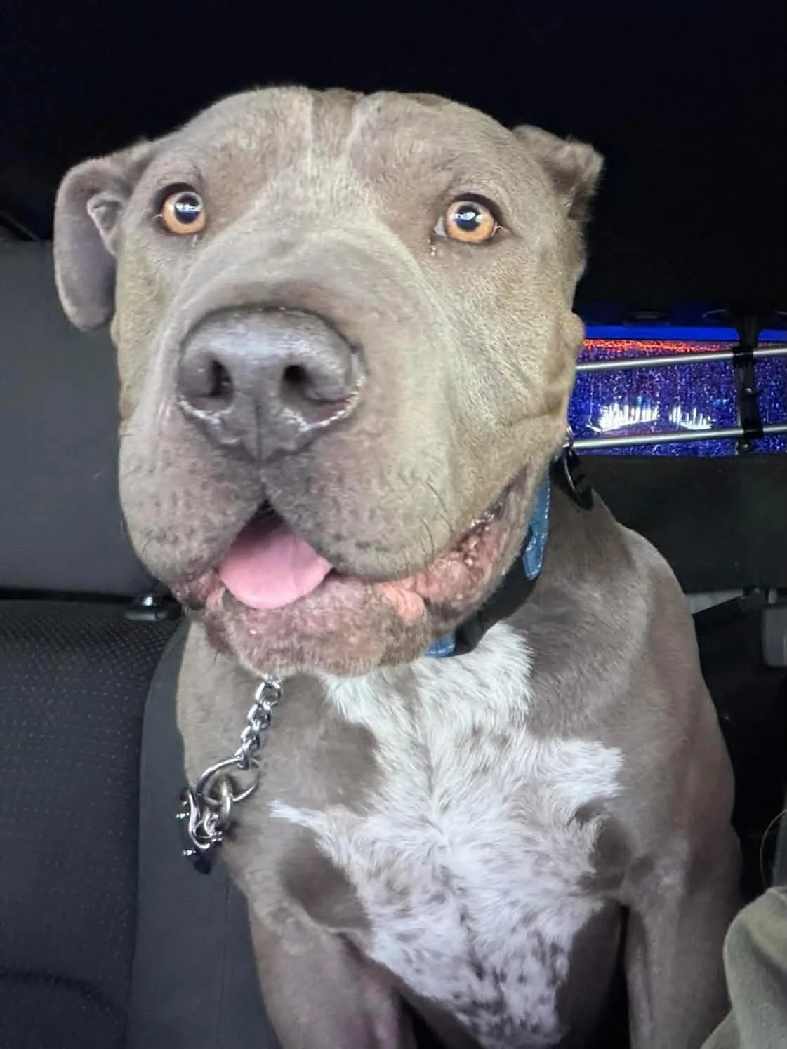Boris profile pic.jpg