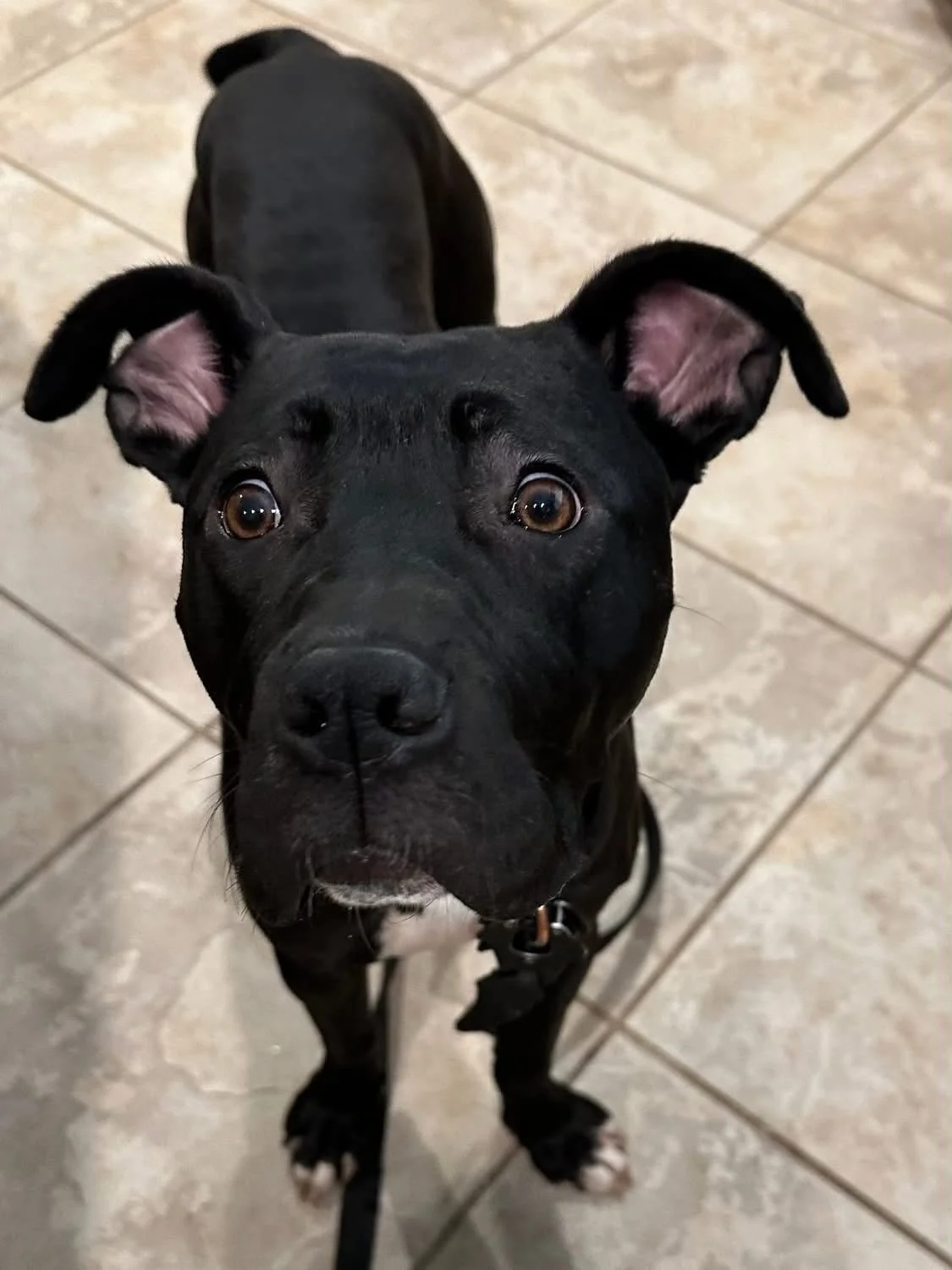Lucy 