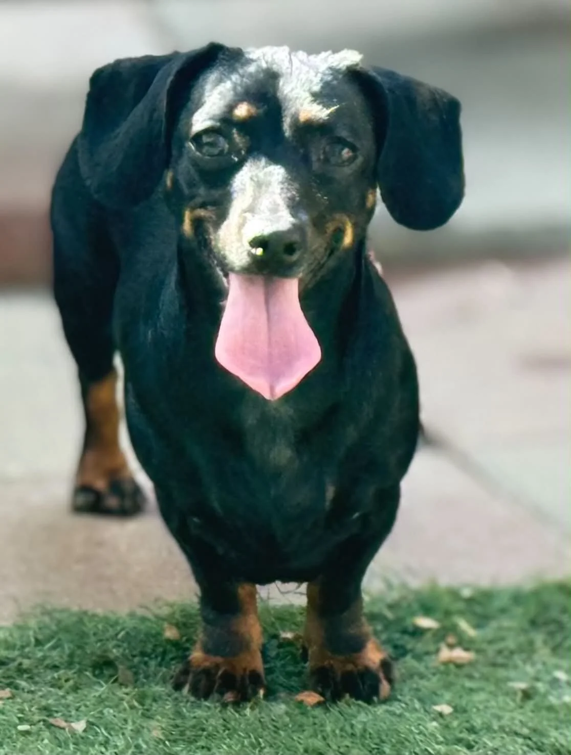 Sable profile.jpg