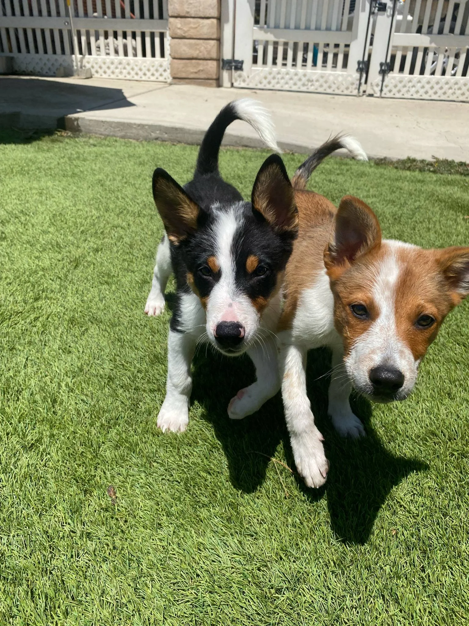 Cheyanne and Apache.jpg