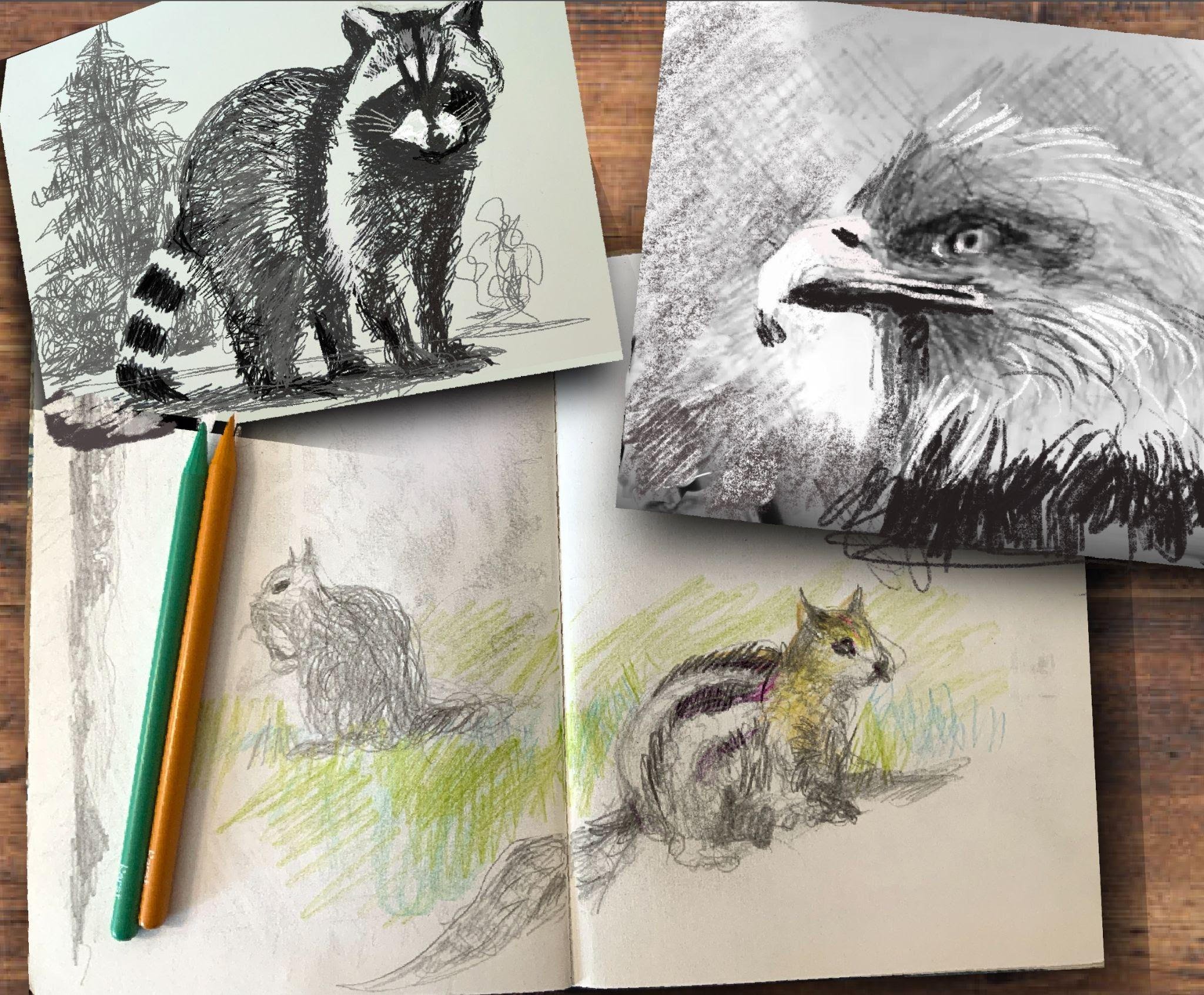 Drawing California Wildlife at The Foster Museum