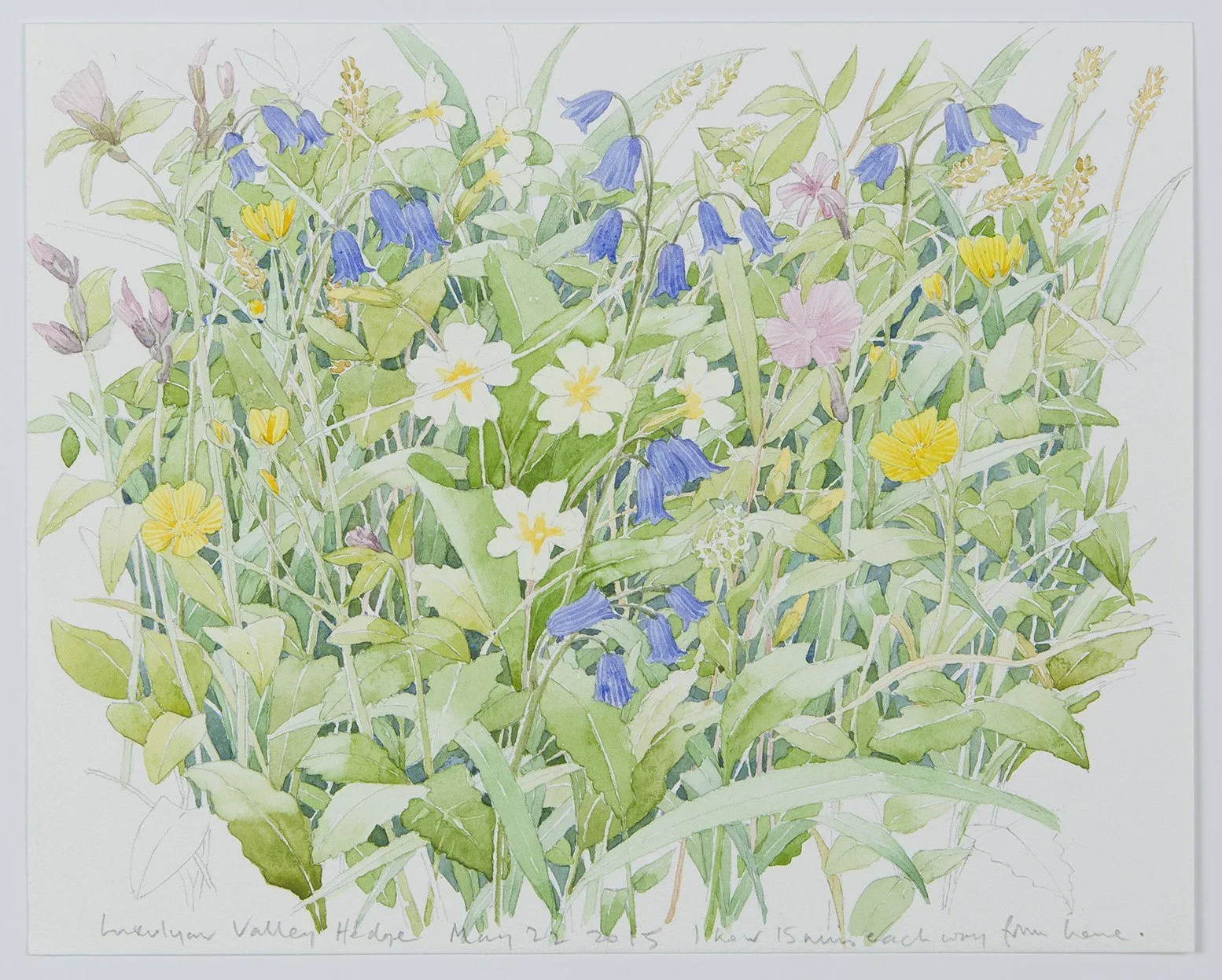 English Spring Flowers 