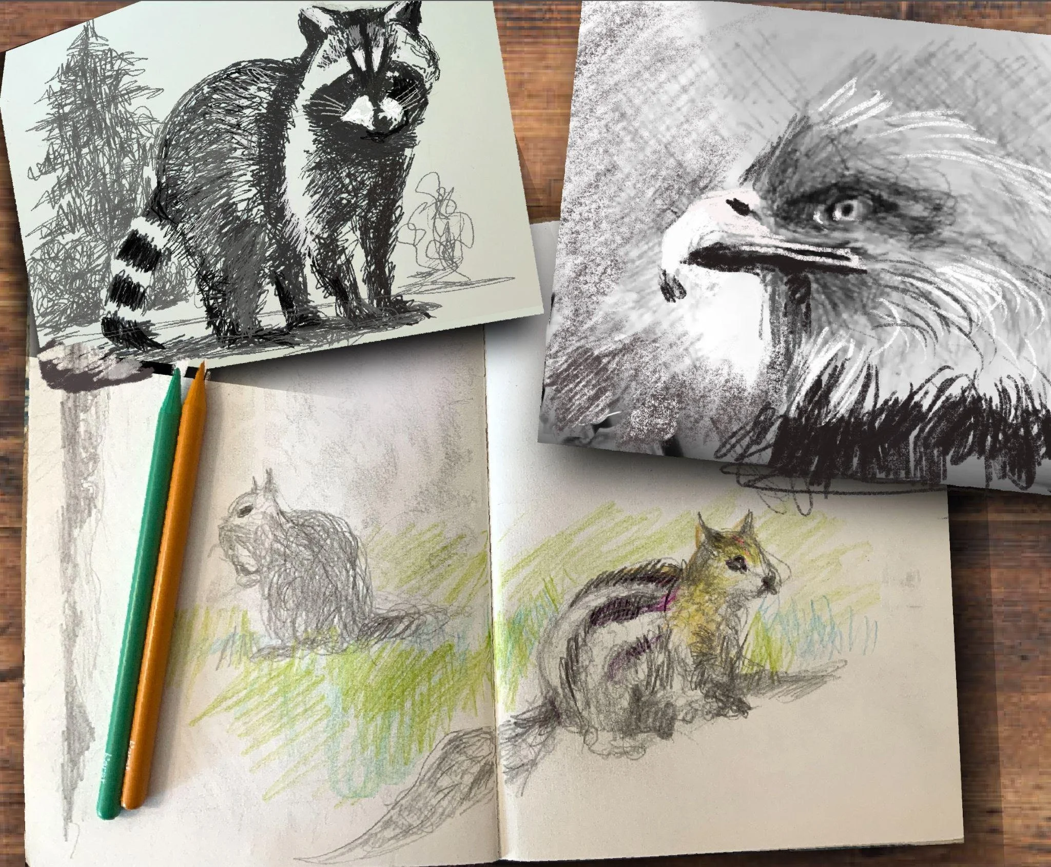 Drawing California Wildlife at The Foster Museum