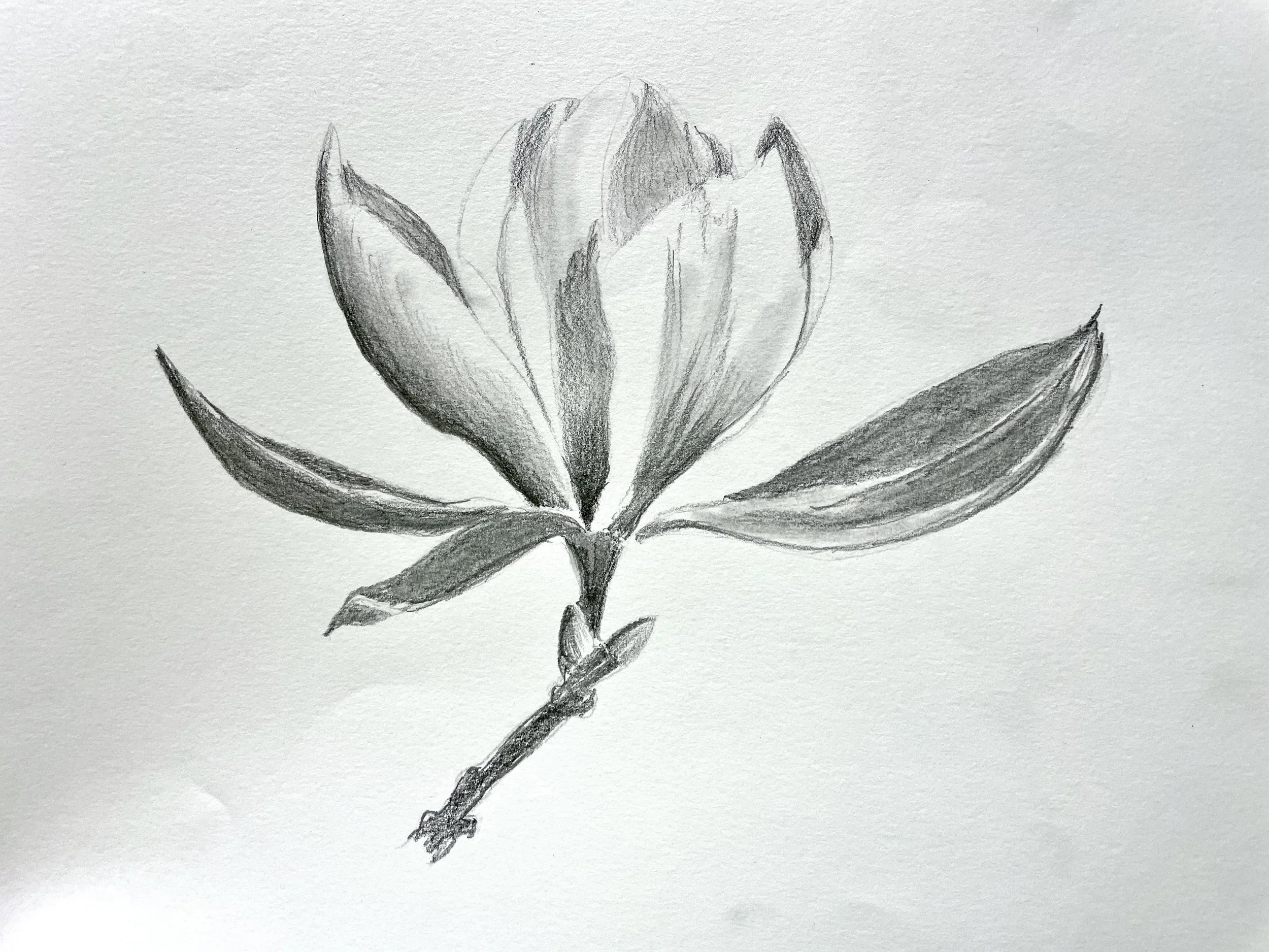 The Fundamentals of Drawing:  Week Two