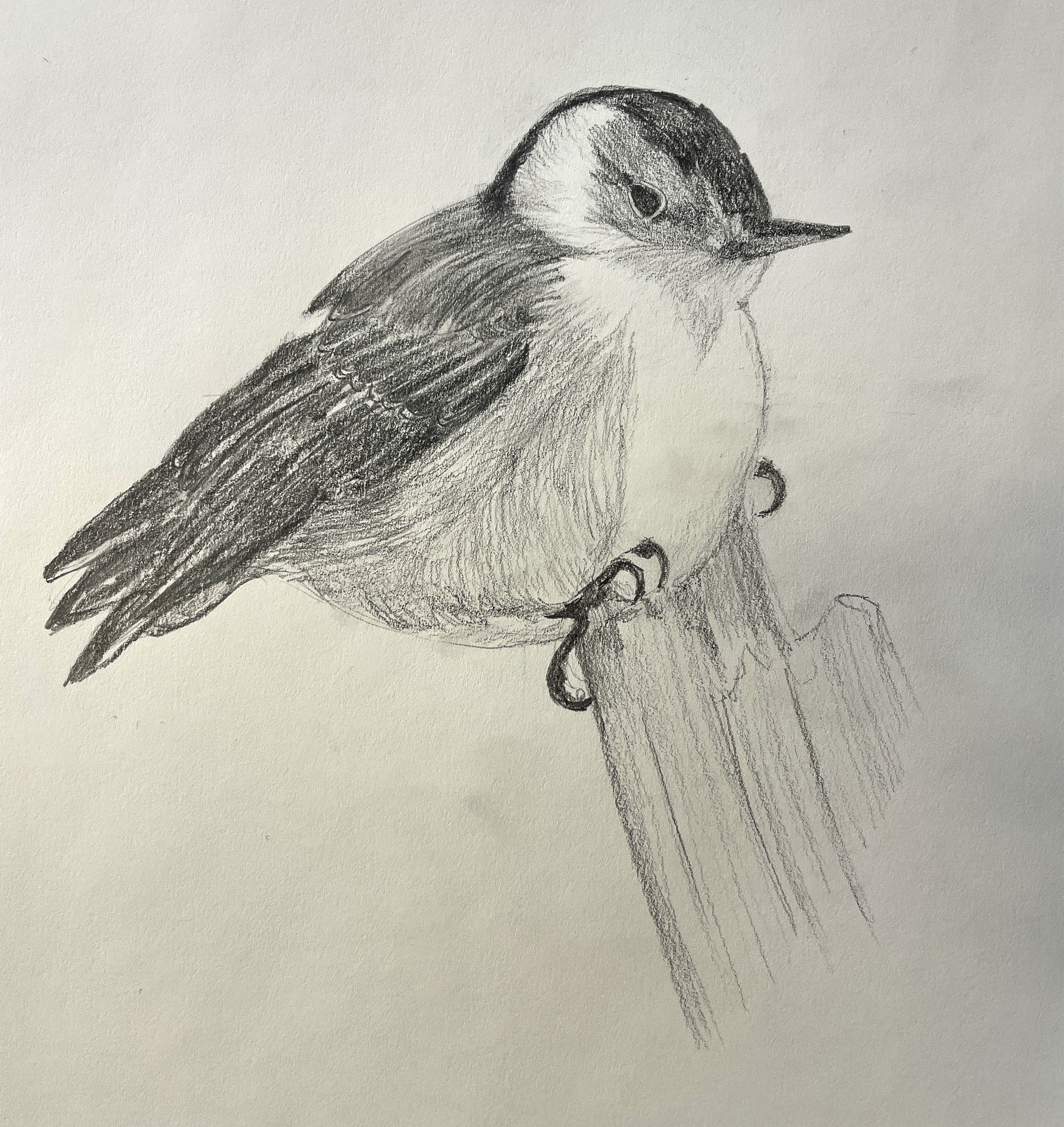 Drawing Animals Week One: