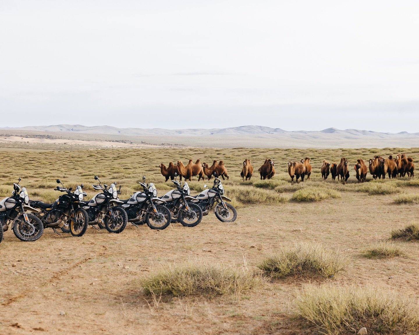&bull; Where the Himalayan 450 meets the Bactrian camels &mdash; only in Mongolia. 

Gobi Raid, the ultimate motorcycle adventure that blends culture, freedom, and raw nature.

#GobiRaid #MotorcycleTourMongolia #Himalayan450 #RoyalEnfieldMongolia #Mo