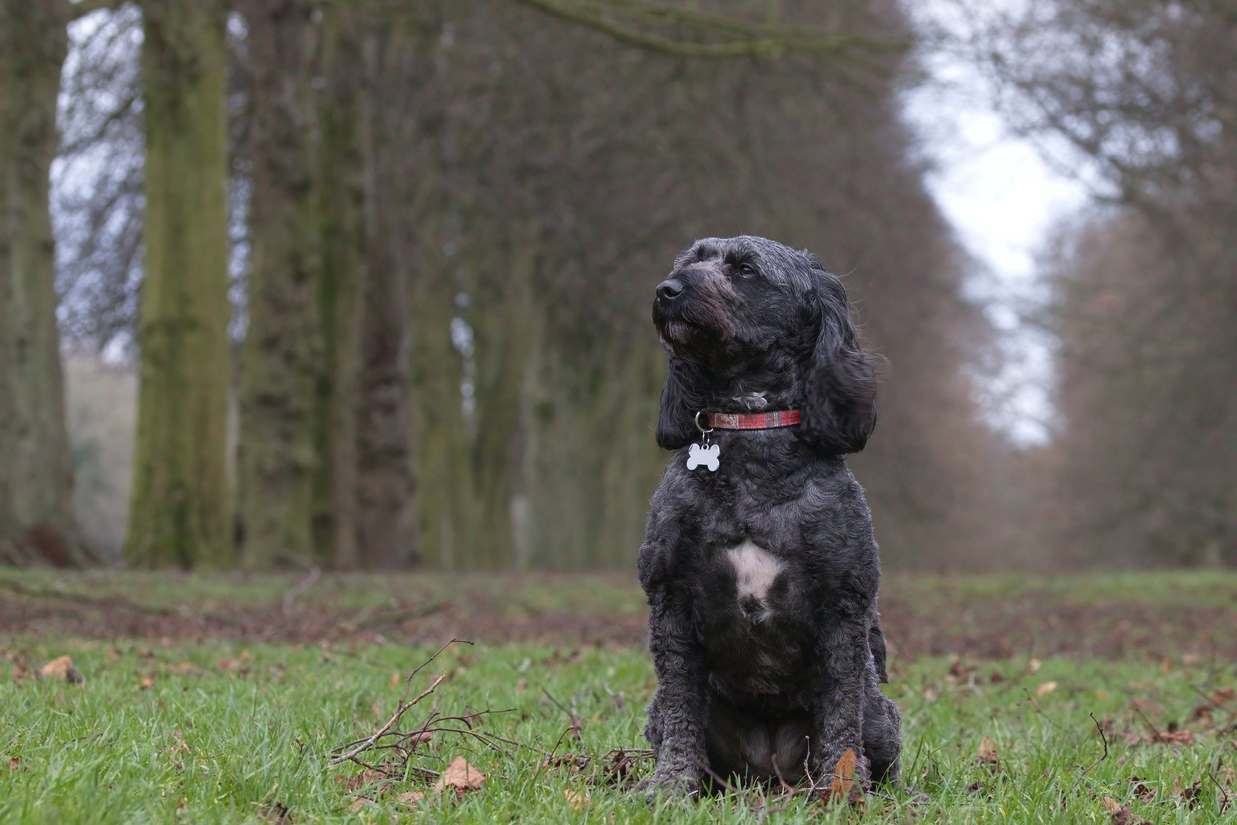 Black dog sitting on green grass in a forest with tall trees in the background.