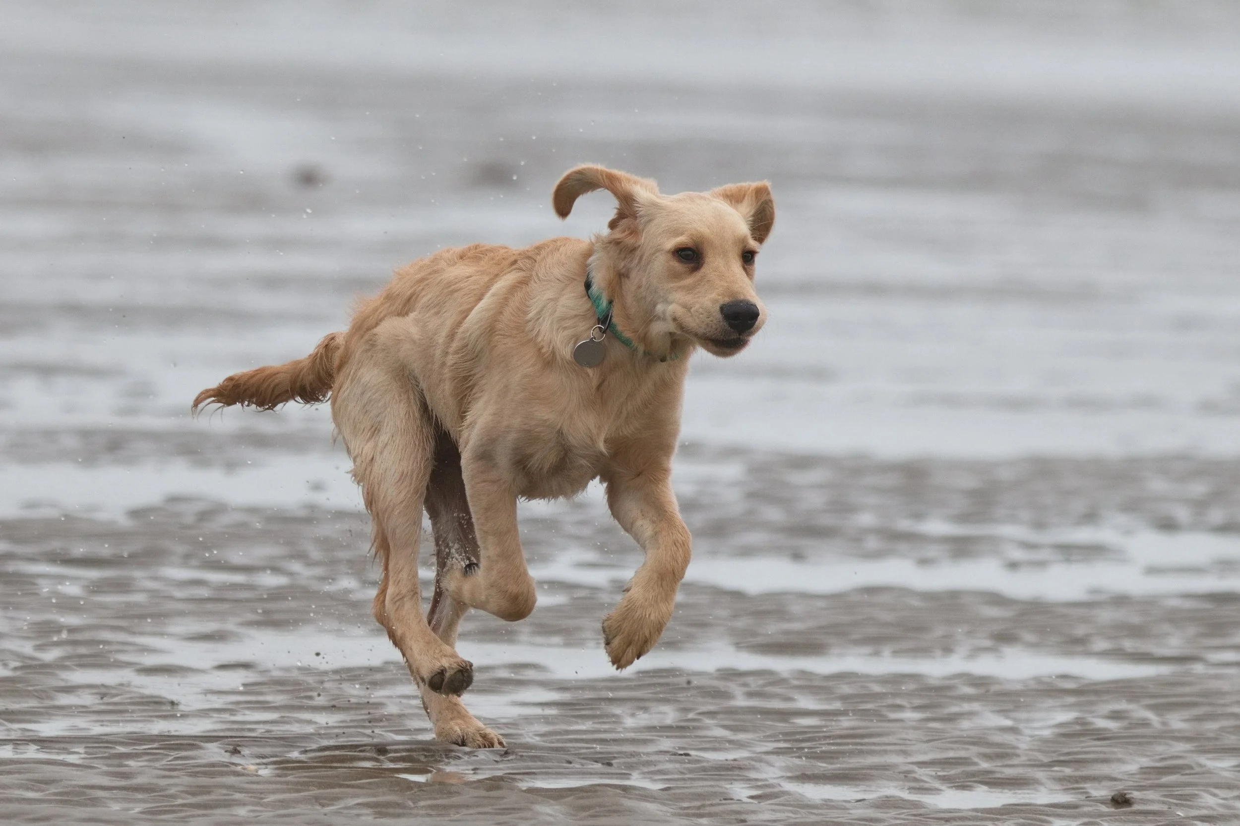 Golden Retriever puppy dog running on a beach