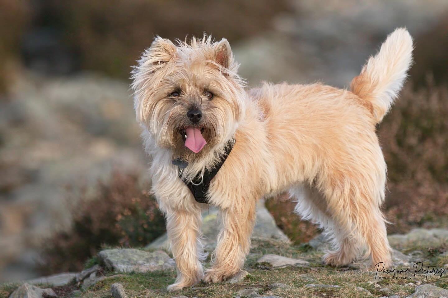 A tracking study has found that dogs walked off-lead cause significantly more disturbance on lowland heaths than pets kept on the lead: https://bit.ly/4jgLEIx
This is one of the main reasons why I won&rsquo;t do off-lead photoshoots in inappropriate 