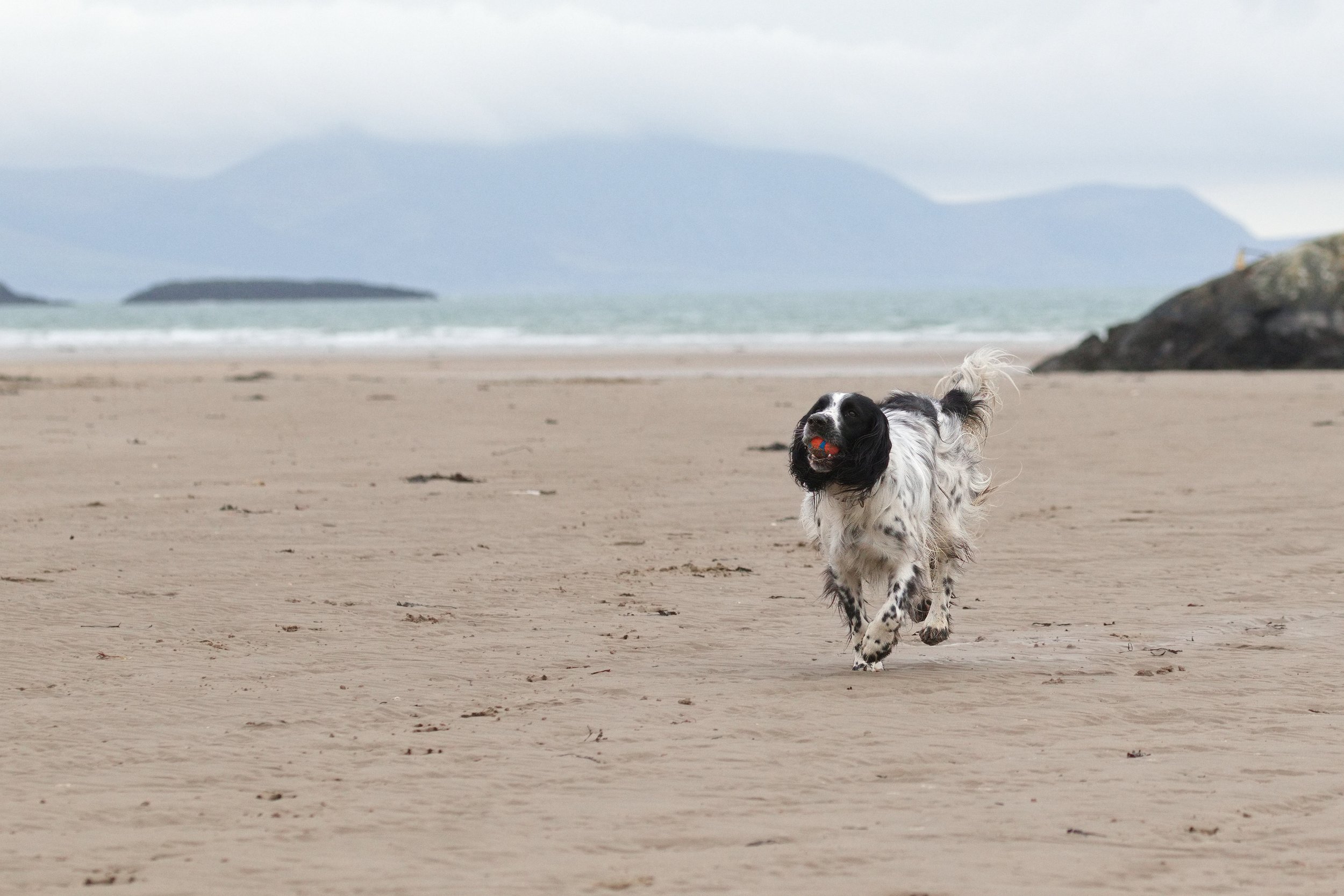 A black and white dog running on a sandy beach with a ball in its mouth.