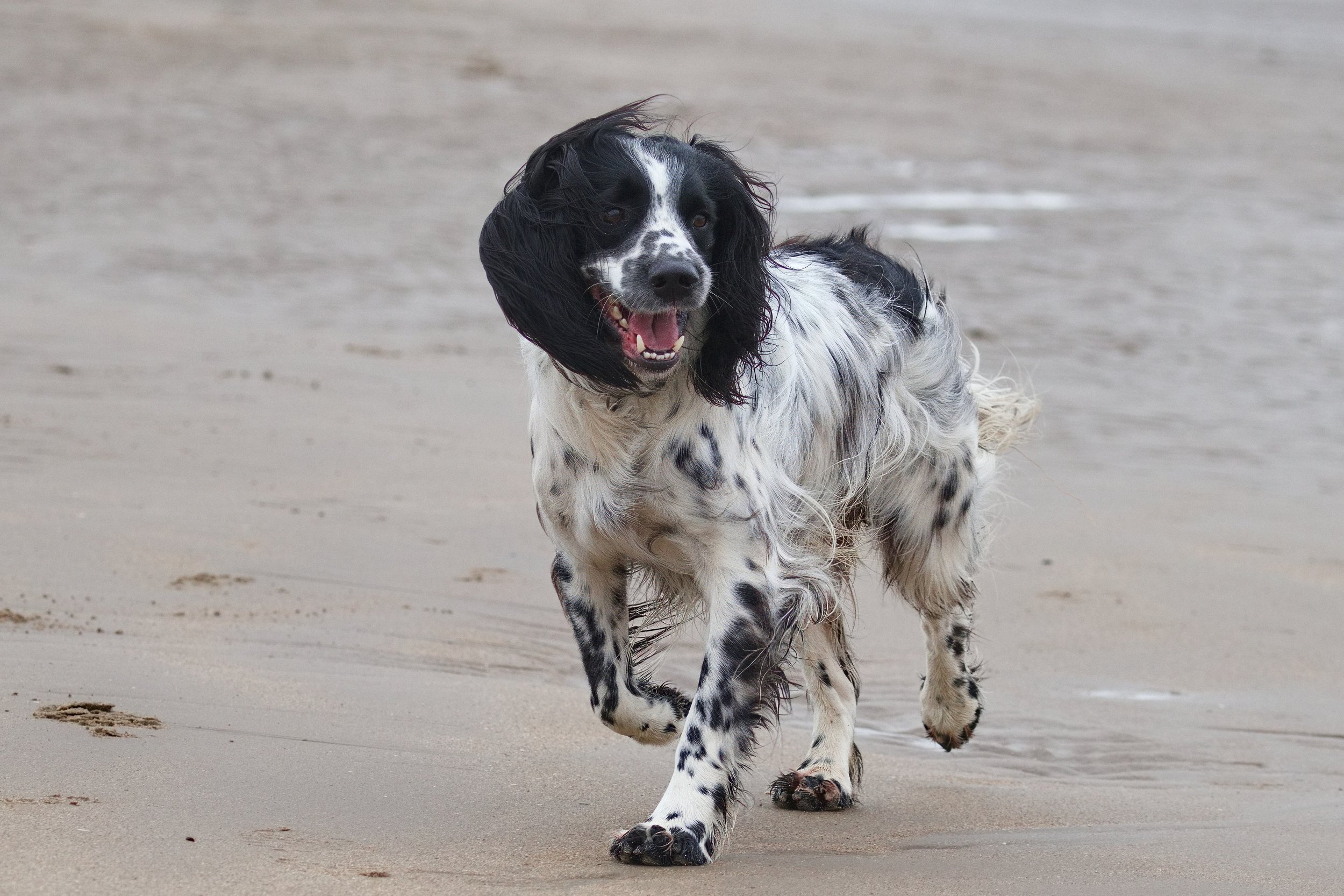 Black and white dog running on a sandy beach