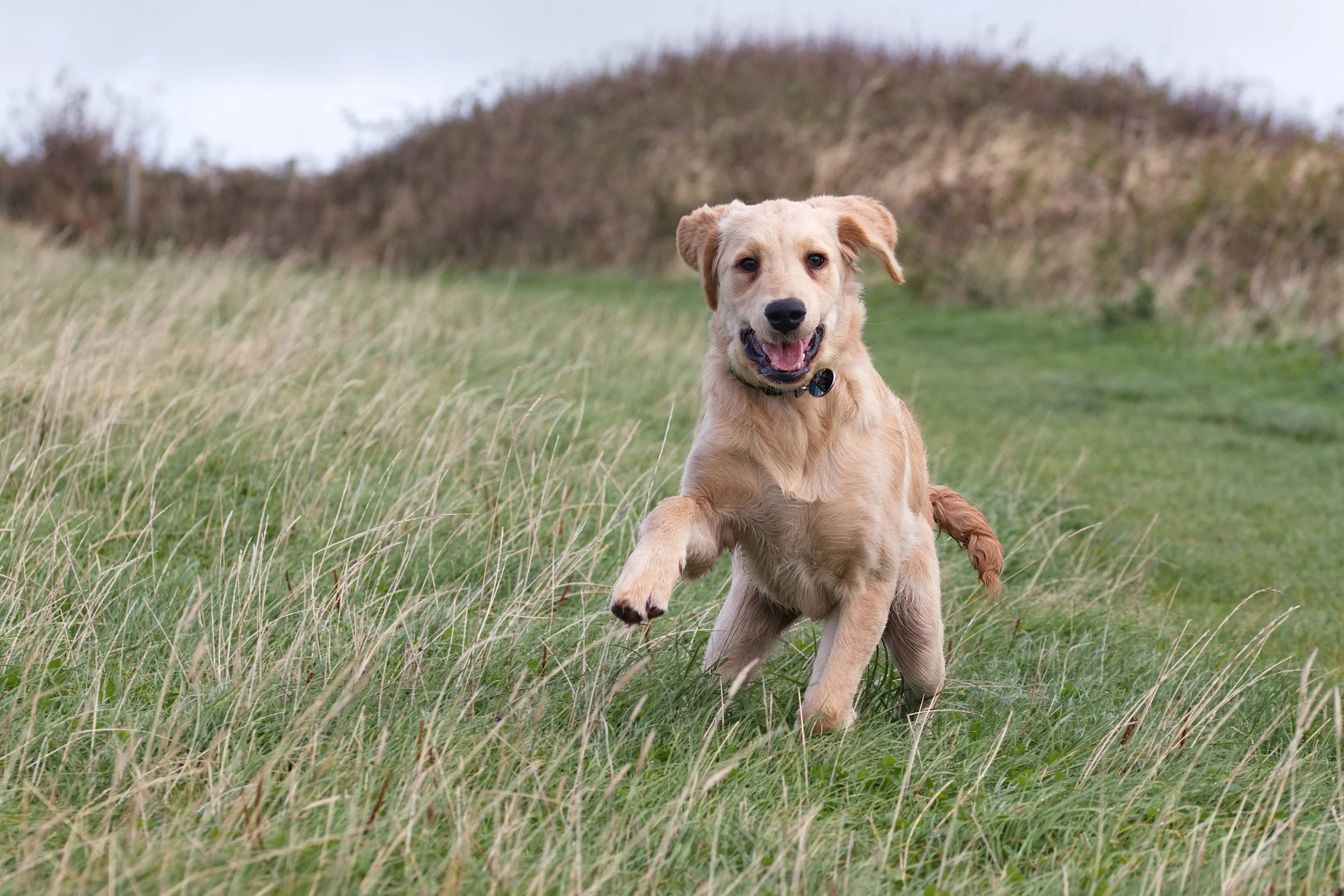 Golden Retriever puppy dog running towards the camera through long grass