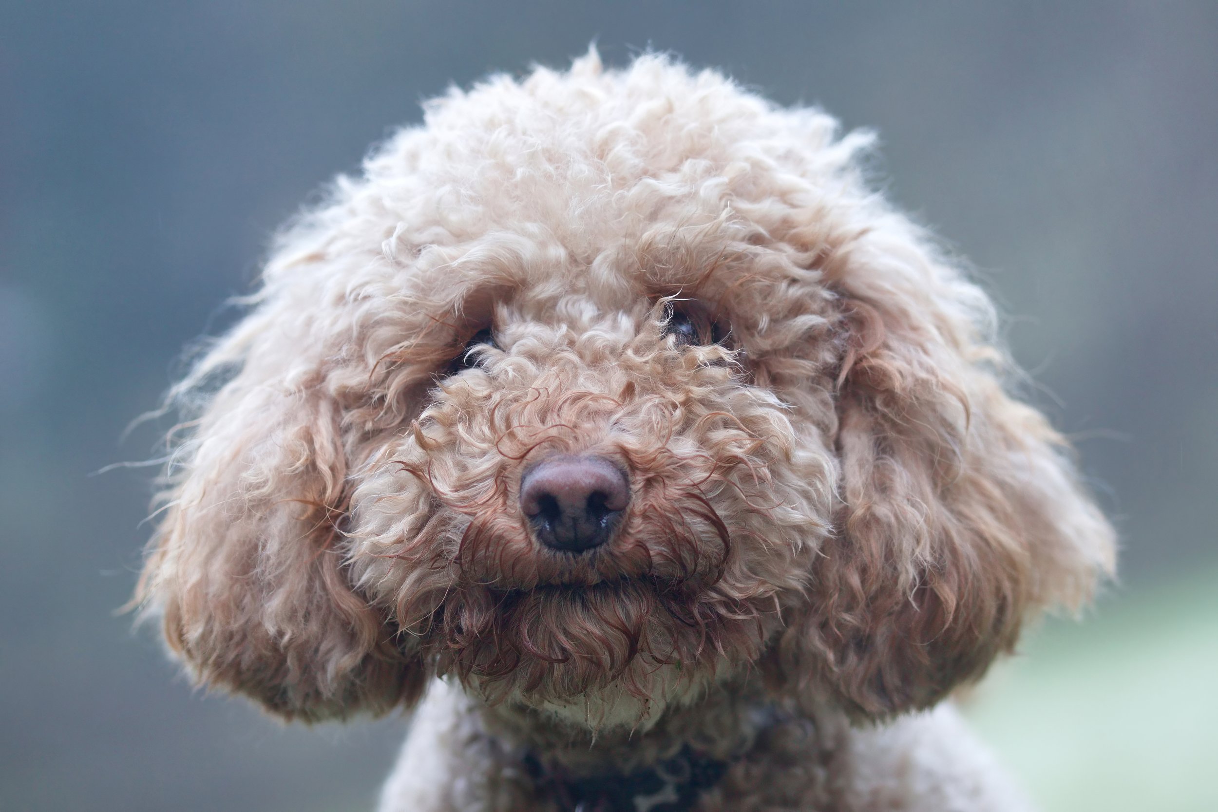 Close-up of a curly-haired brown poodle dog.