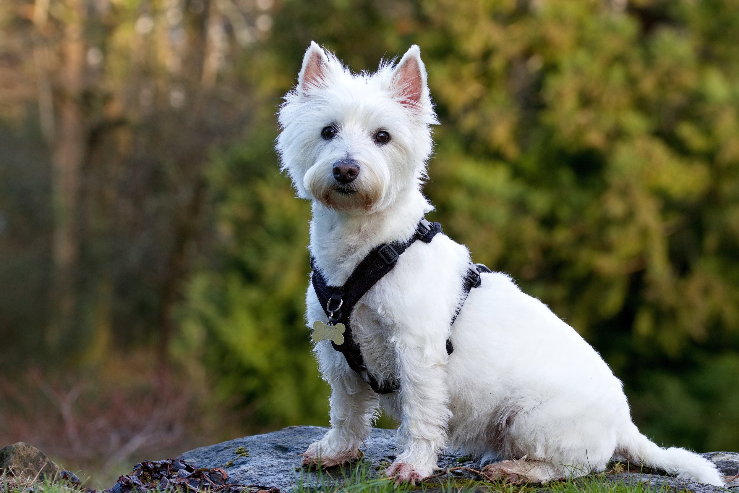 A West Highland White Terrier sitting on a rock outdoors.
