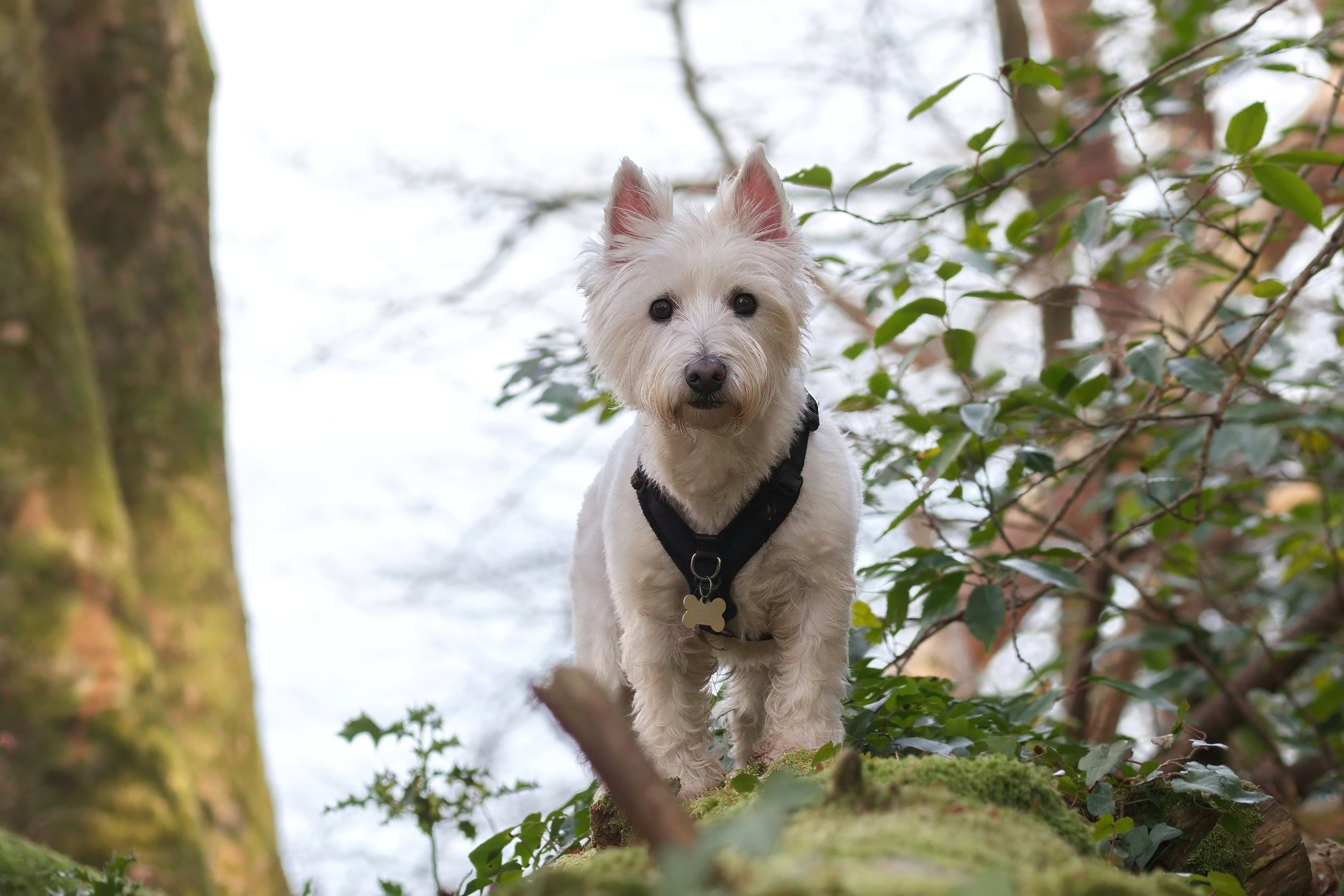 West Highland White Terrier dog in a forest
