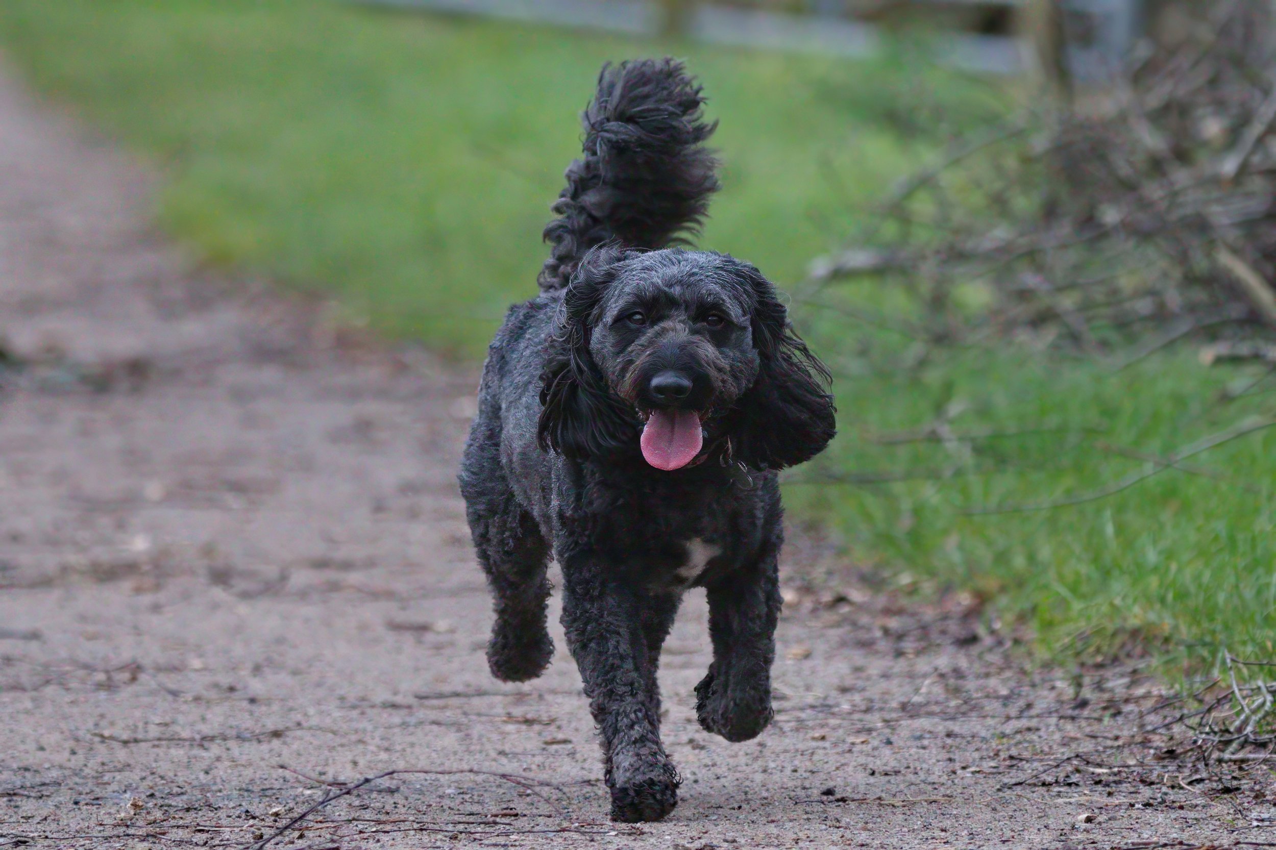 Black dog with curly fur running on a dirt path, tongue out, with green grass in the background.