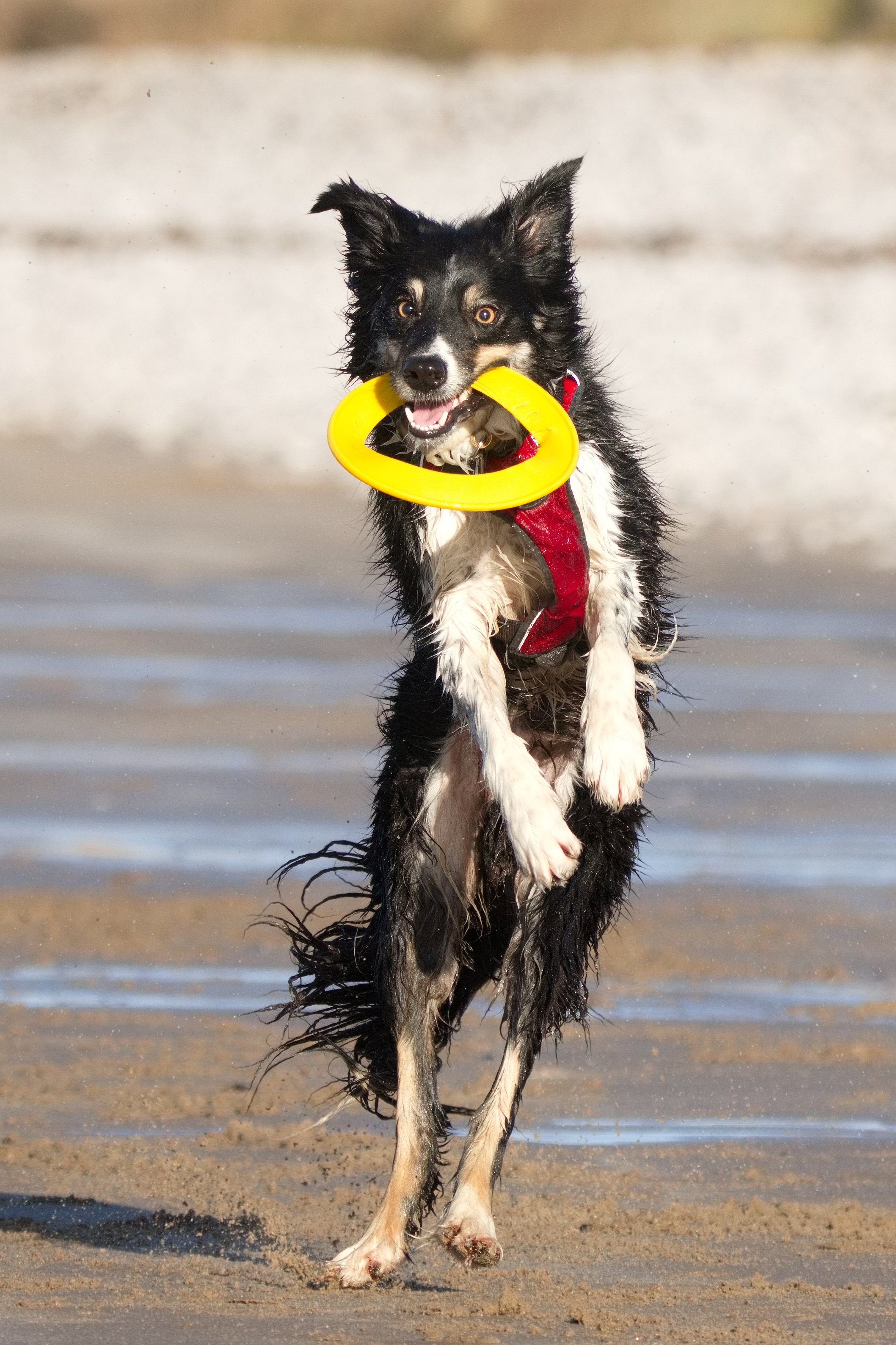 Dog playing with a yellow ring toy on a beach