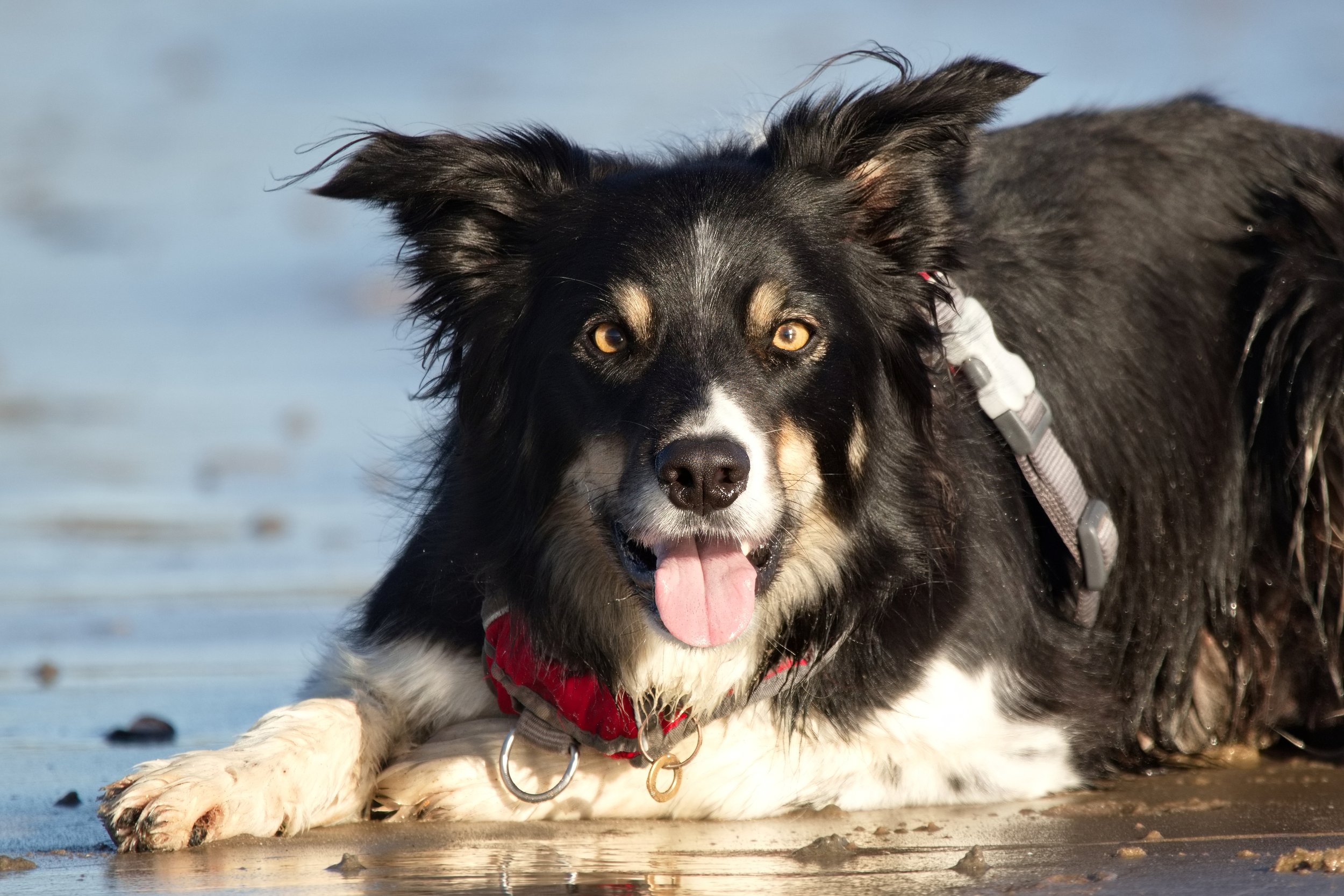 Border Collie with black and white fur lying on a beach with tongue out.