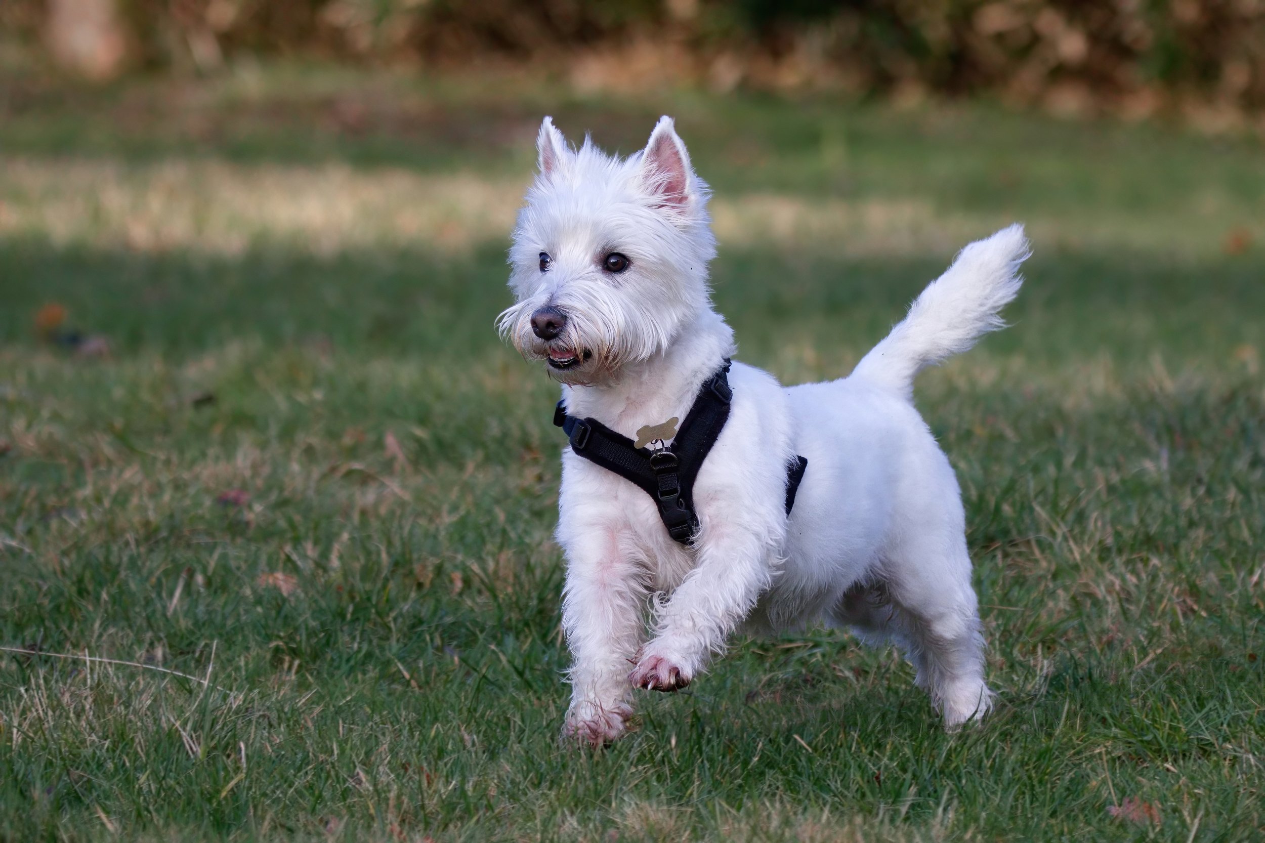 White West Highland Terrier dog running on grass wearing a black harness