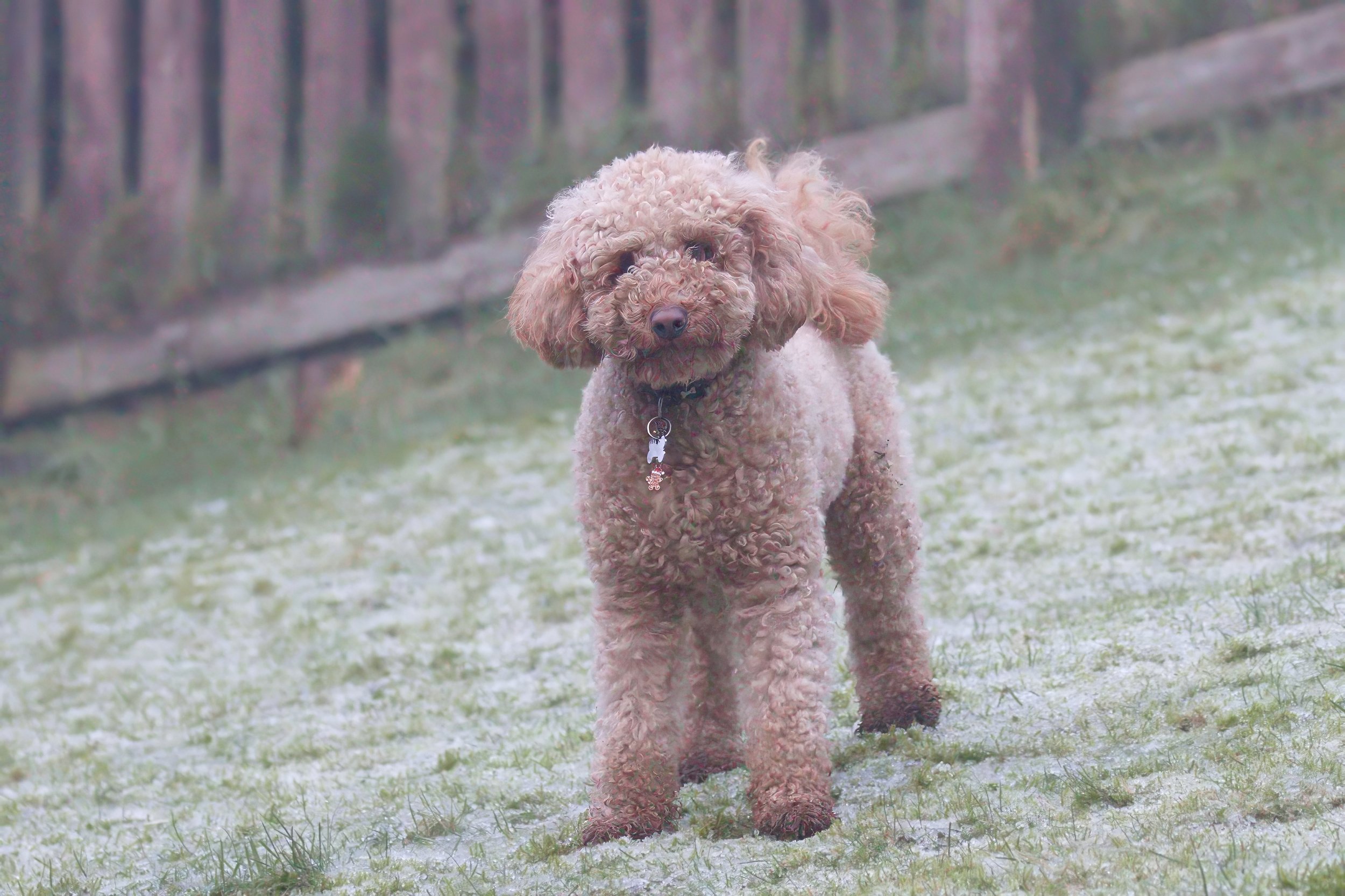 Curly-haired dog standing on frosty grass in front of a wooden fence.