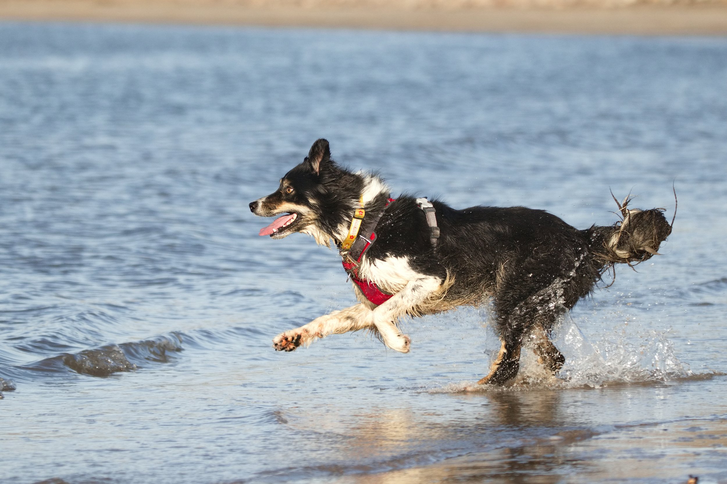 Black and white dog with a red harness running through shallow water.