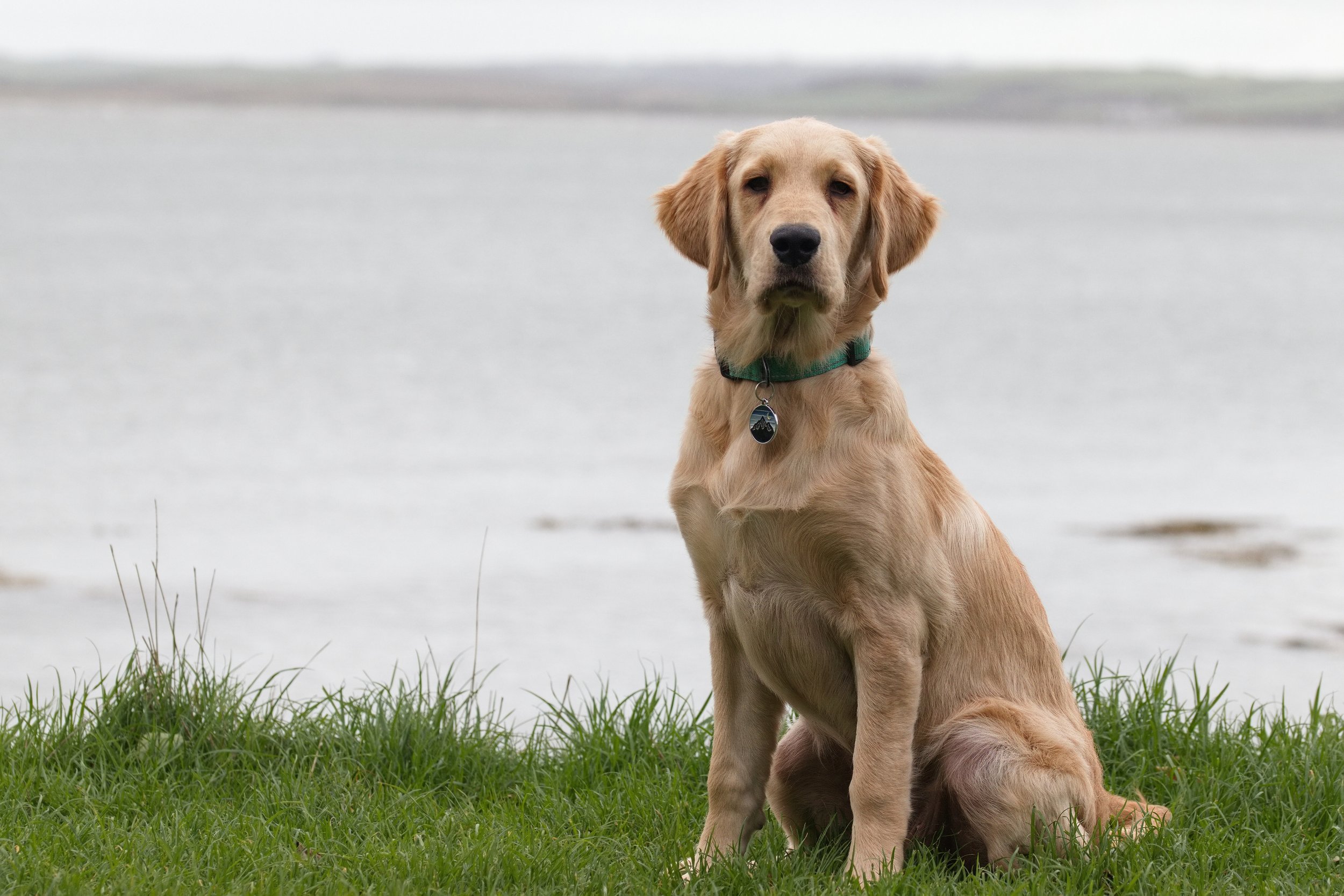 Golden Retriever puppy dog looking down the camera with the sea in the background