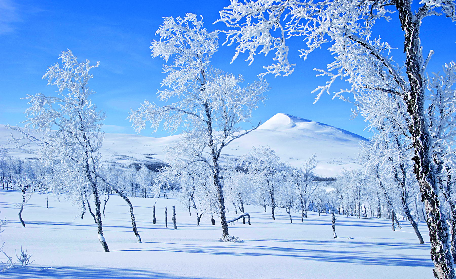 "Spring winter"
