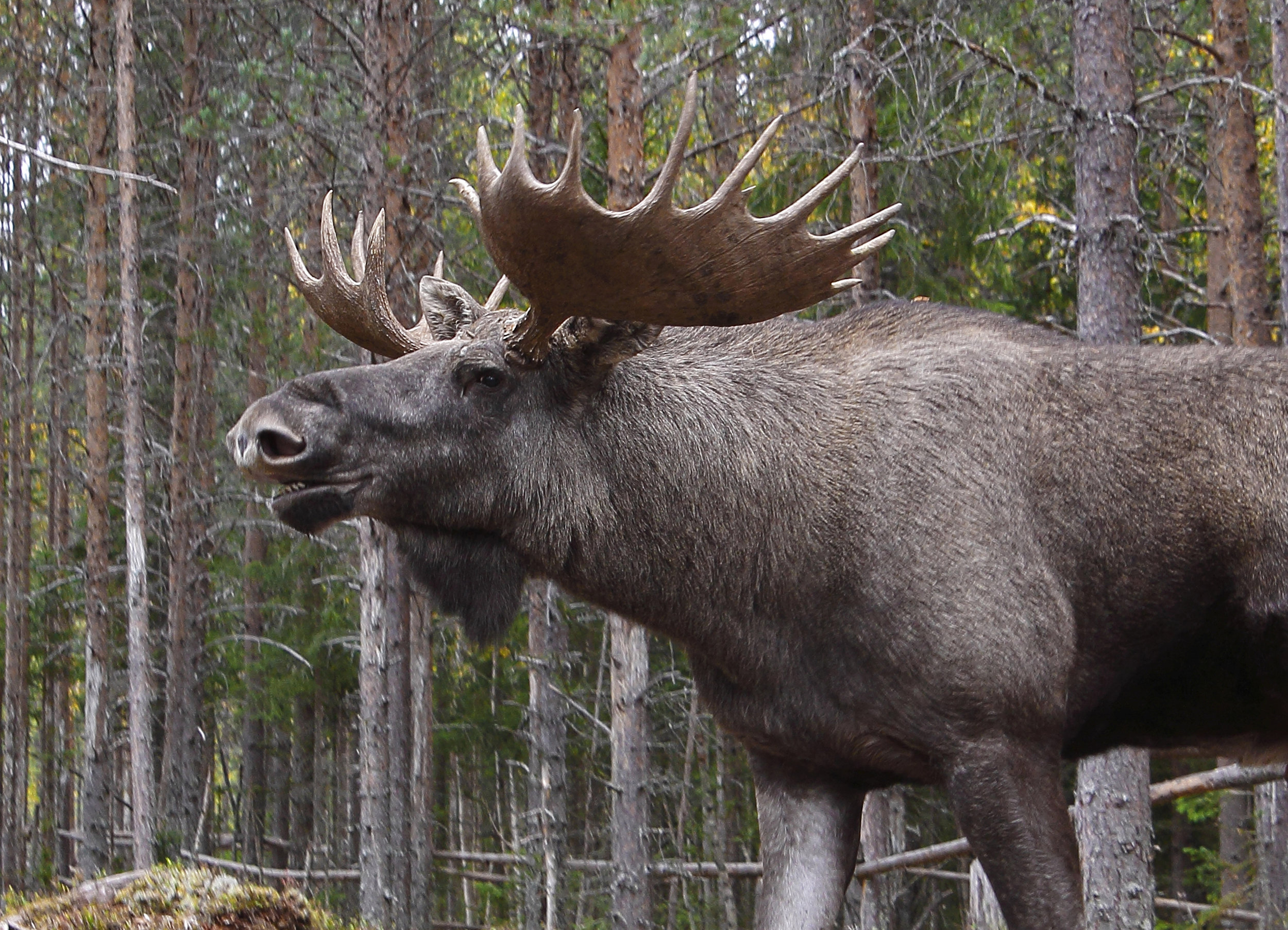 Moose