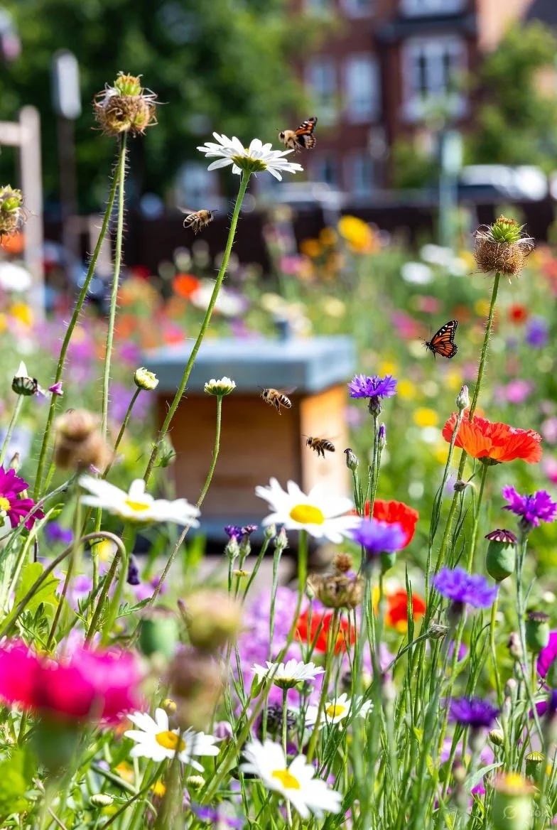 Wild flowers Vs Rose Gardens