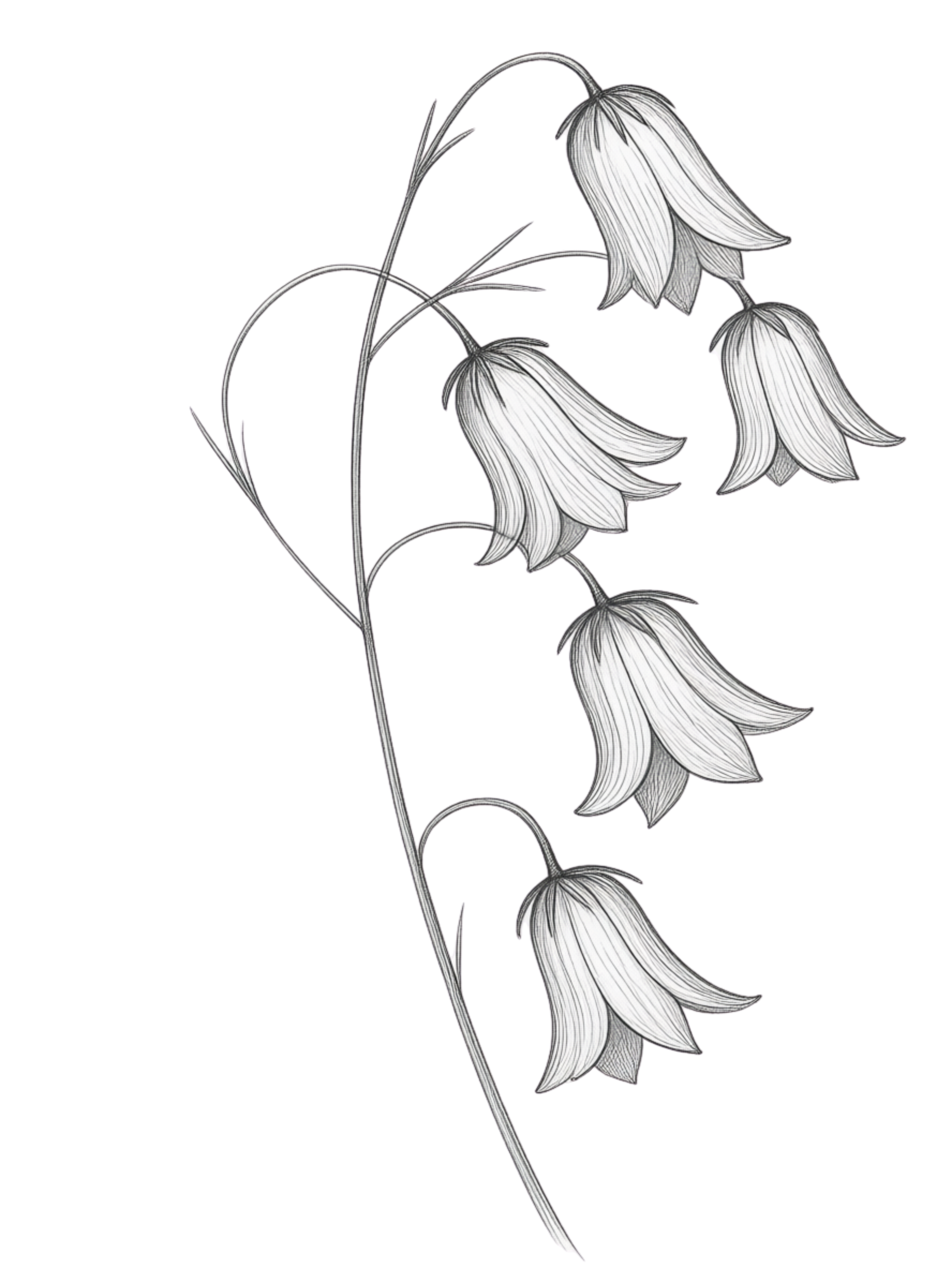 Bluebells